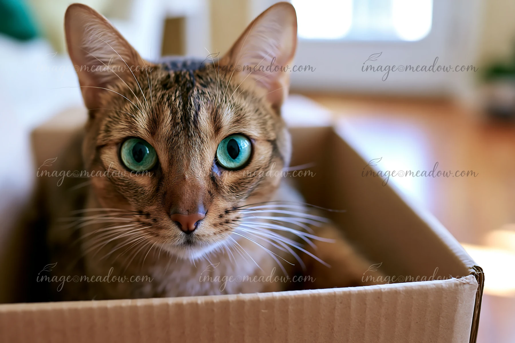 A Bombay cat sits in a cardboard box and looks directly at the camera.