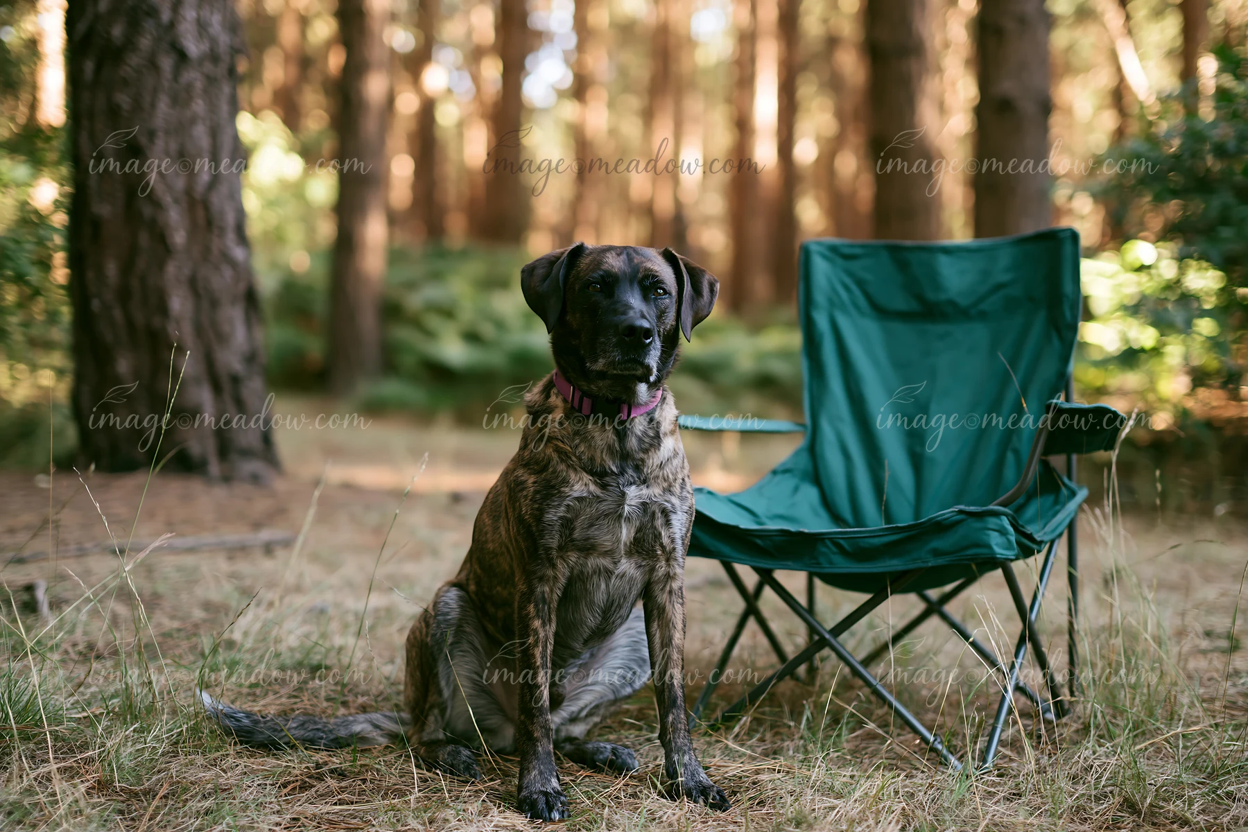 A brindle-coated dog sits calmly next to a camping chair in a forest setting.