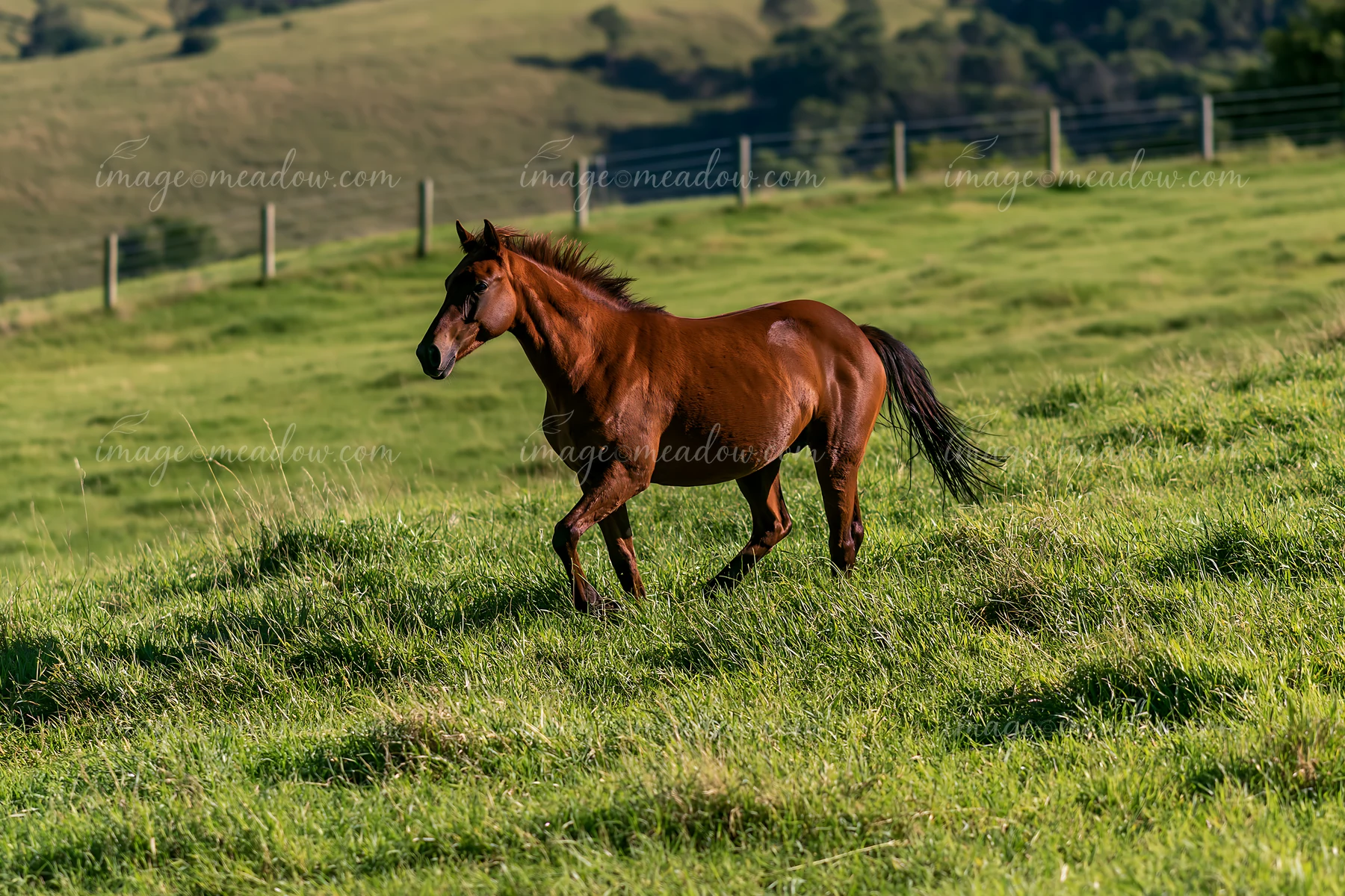 A brown horse is running through a lush green pasture with hills in the background.