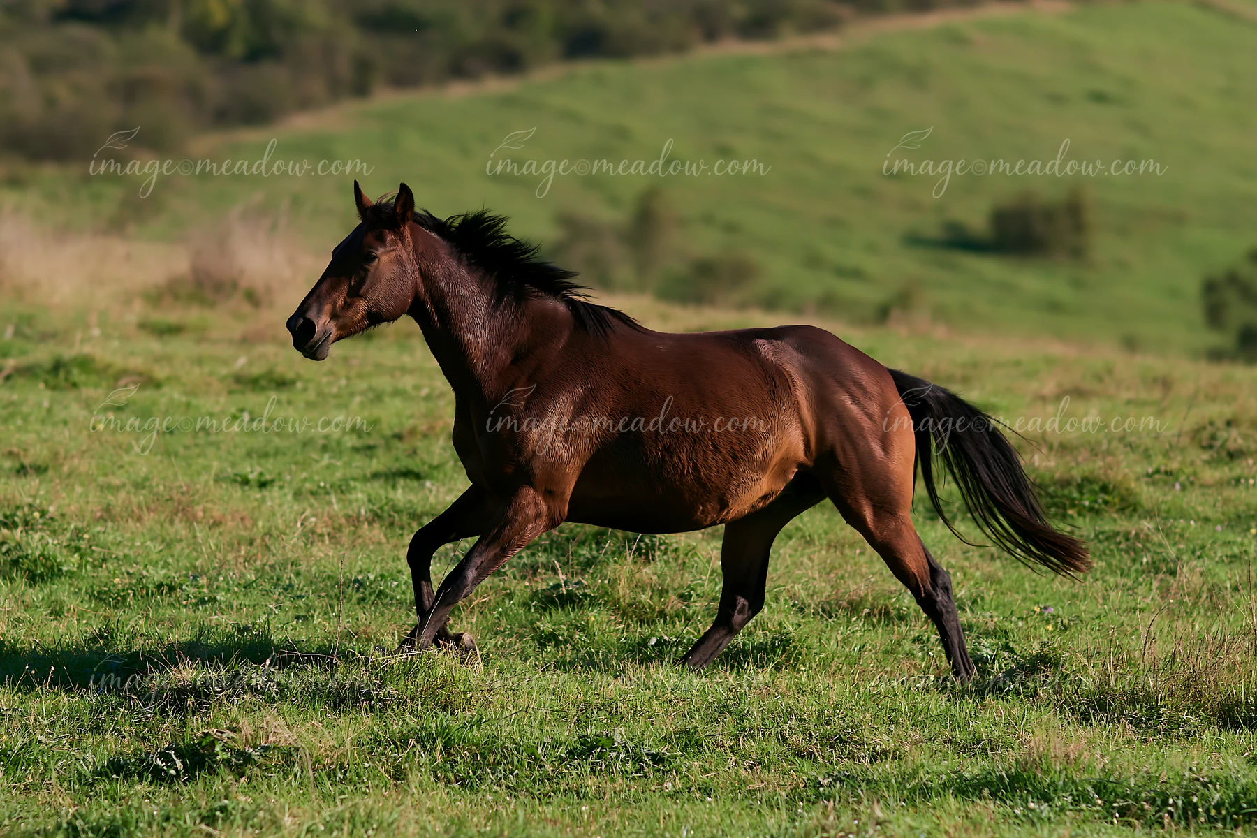A brown horse runs freely through a grassy pasture surrounded by green hills.
