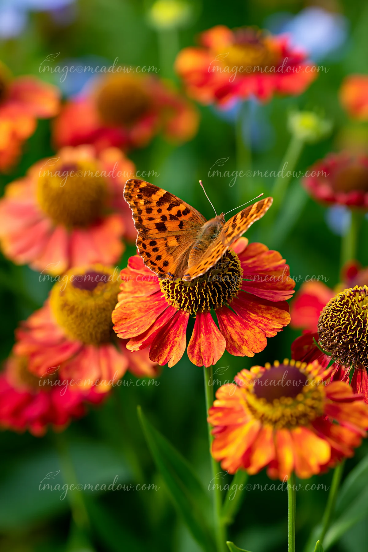 A butterfly rests on bright helenium flowers in a garden border during sunny weather.