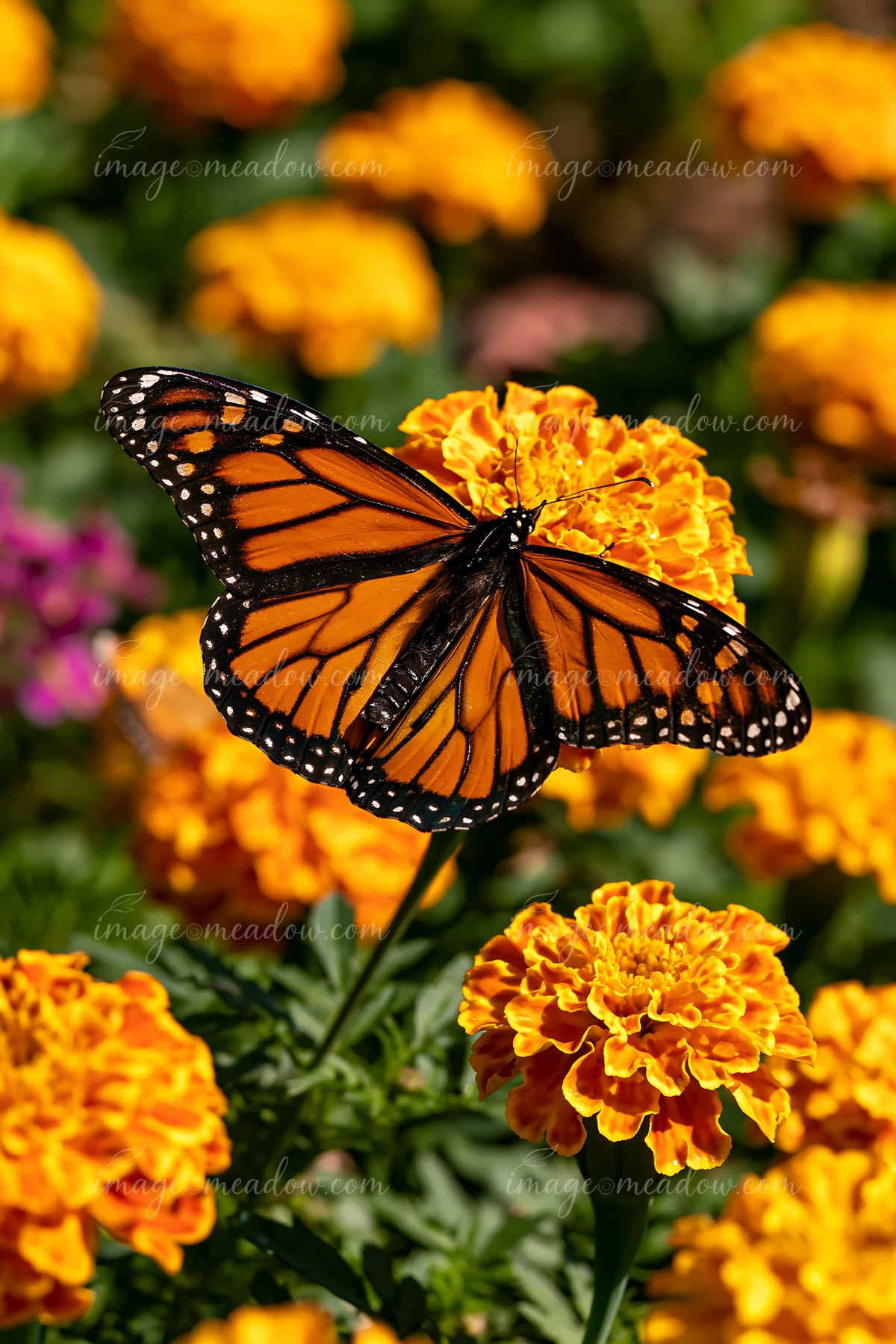 A butterfly sits on vibrant marigold flower bed in a garden.