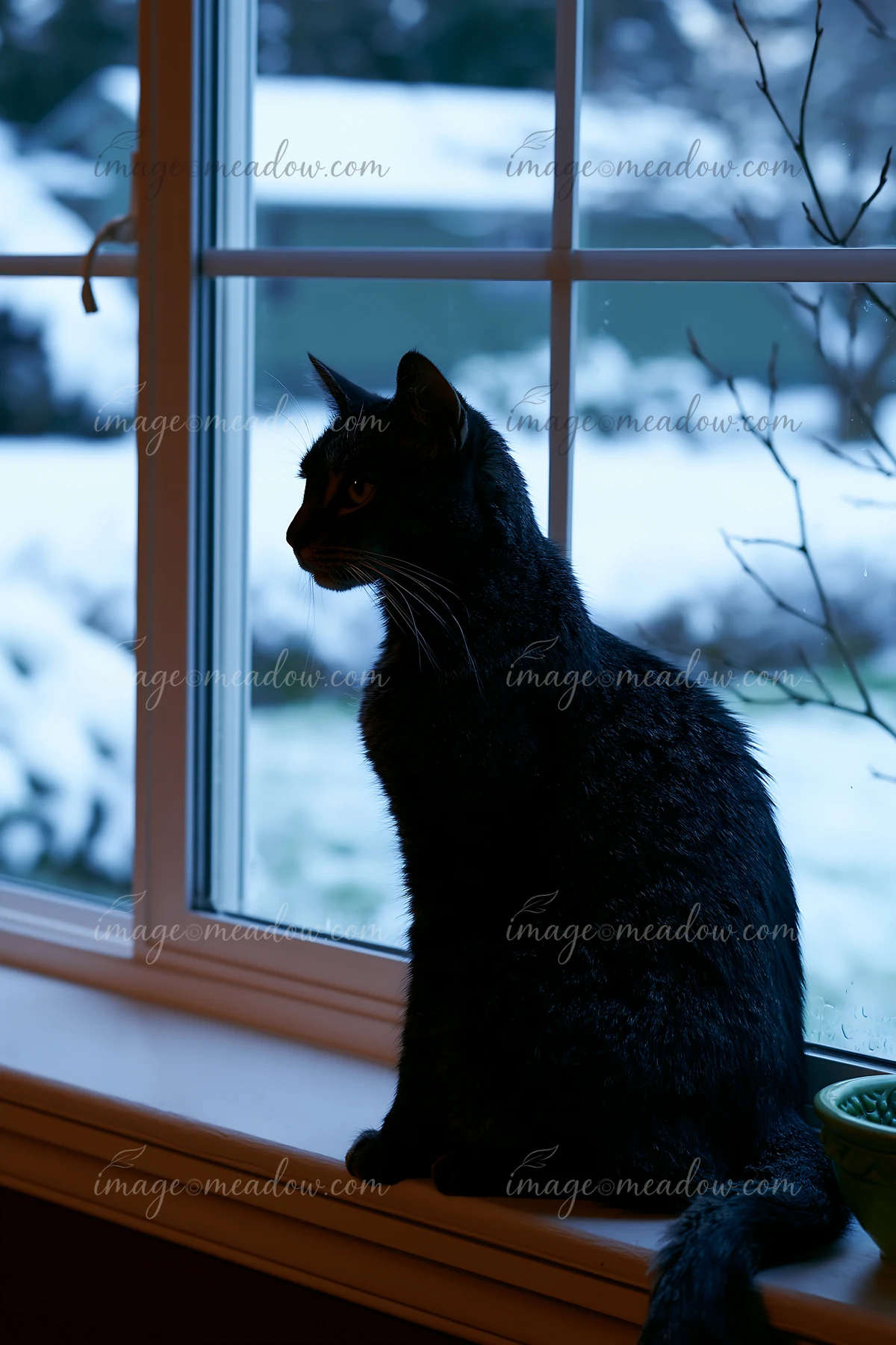 A California Spangled cat sits on a window sill looking outside at the snow-covered landscape.