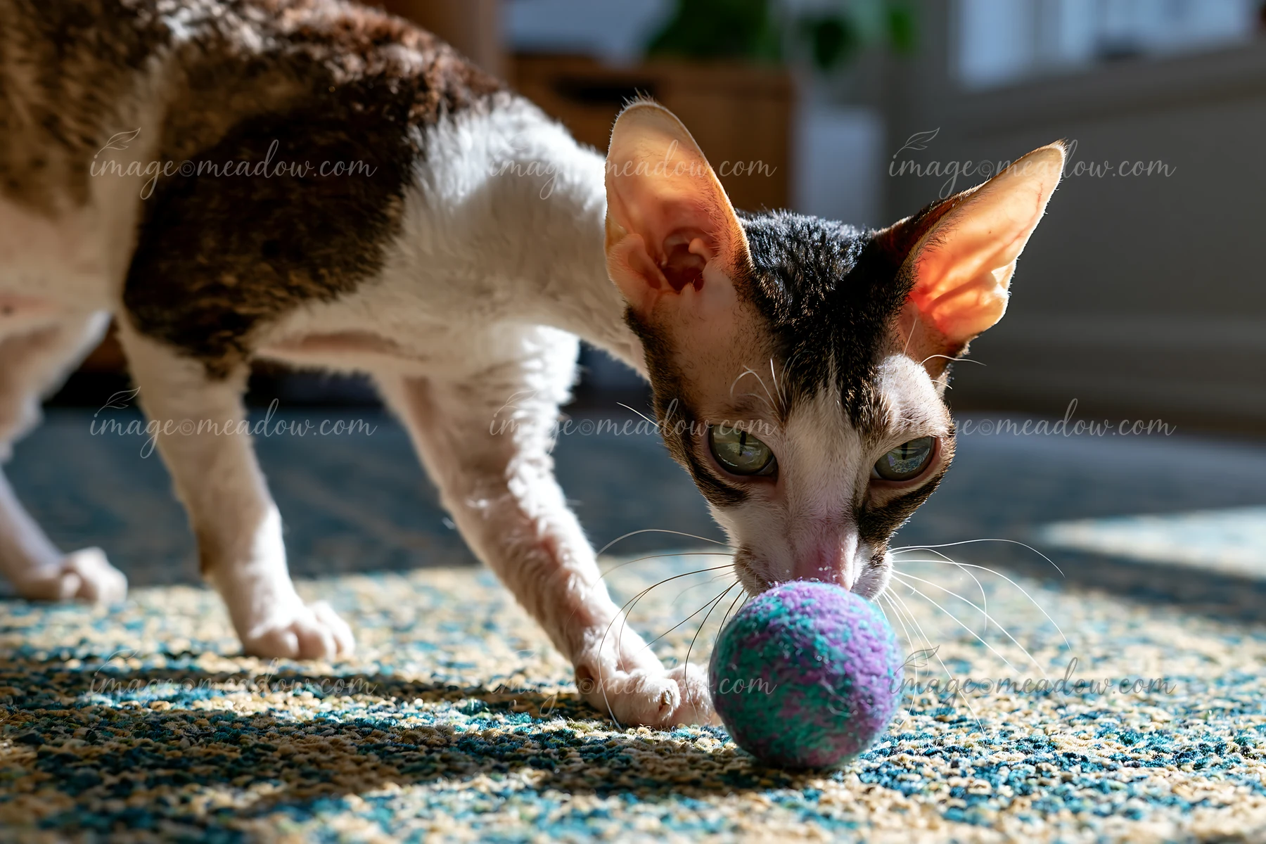 A cat explores a colorful ball on a textured rug indoors.