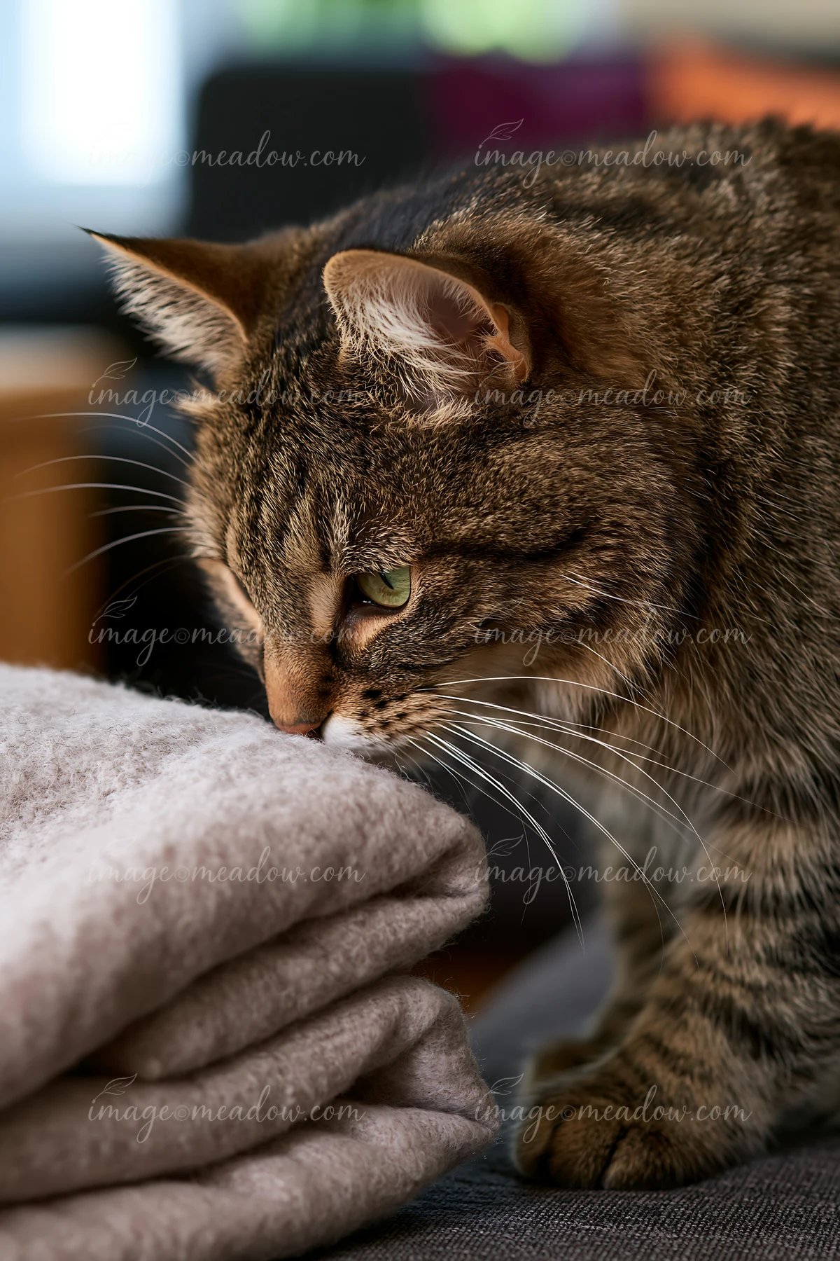 A cat is sniffing a soft blanket while sitting on a couch in a cozy living space.