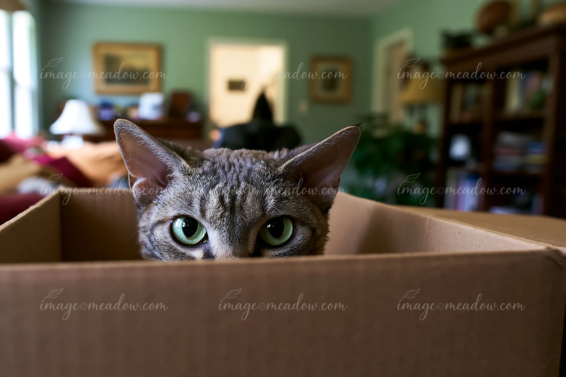 A cat with green eyes looks out from a cardboard box in a living room with soft furnishings.
