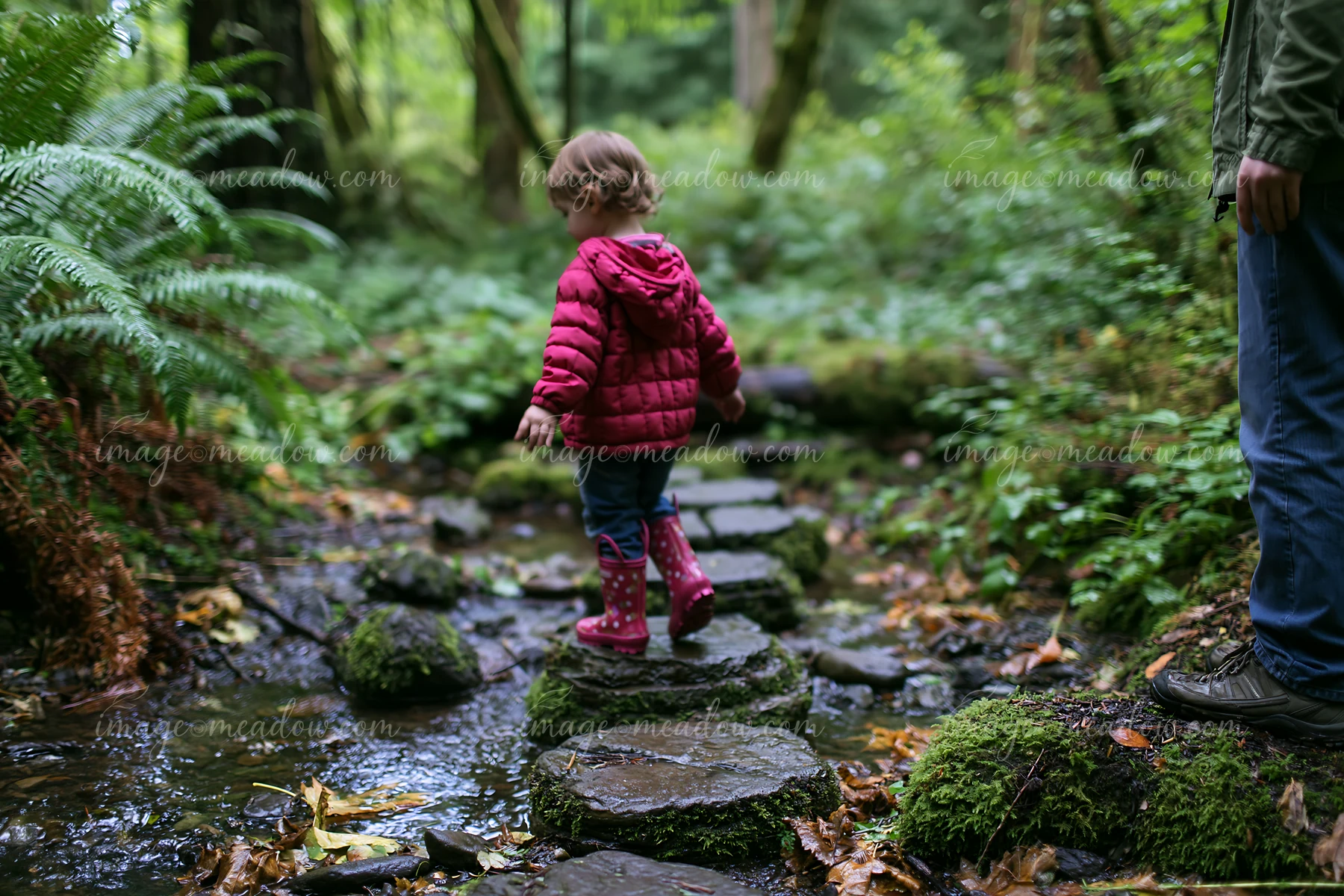 A child in red boots walks on stones in a small creek in an ancient forest while an adult stands nearby.