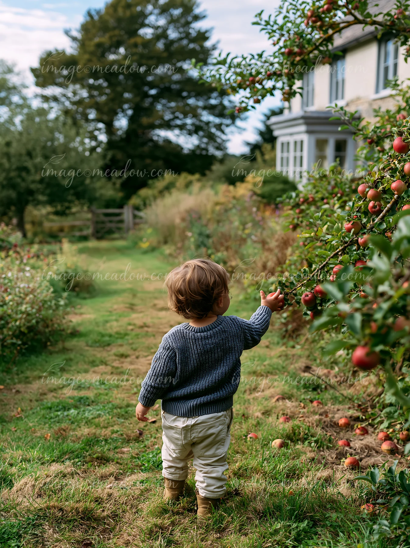 A child reaches for apples on a tree beside a country house.