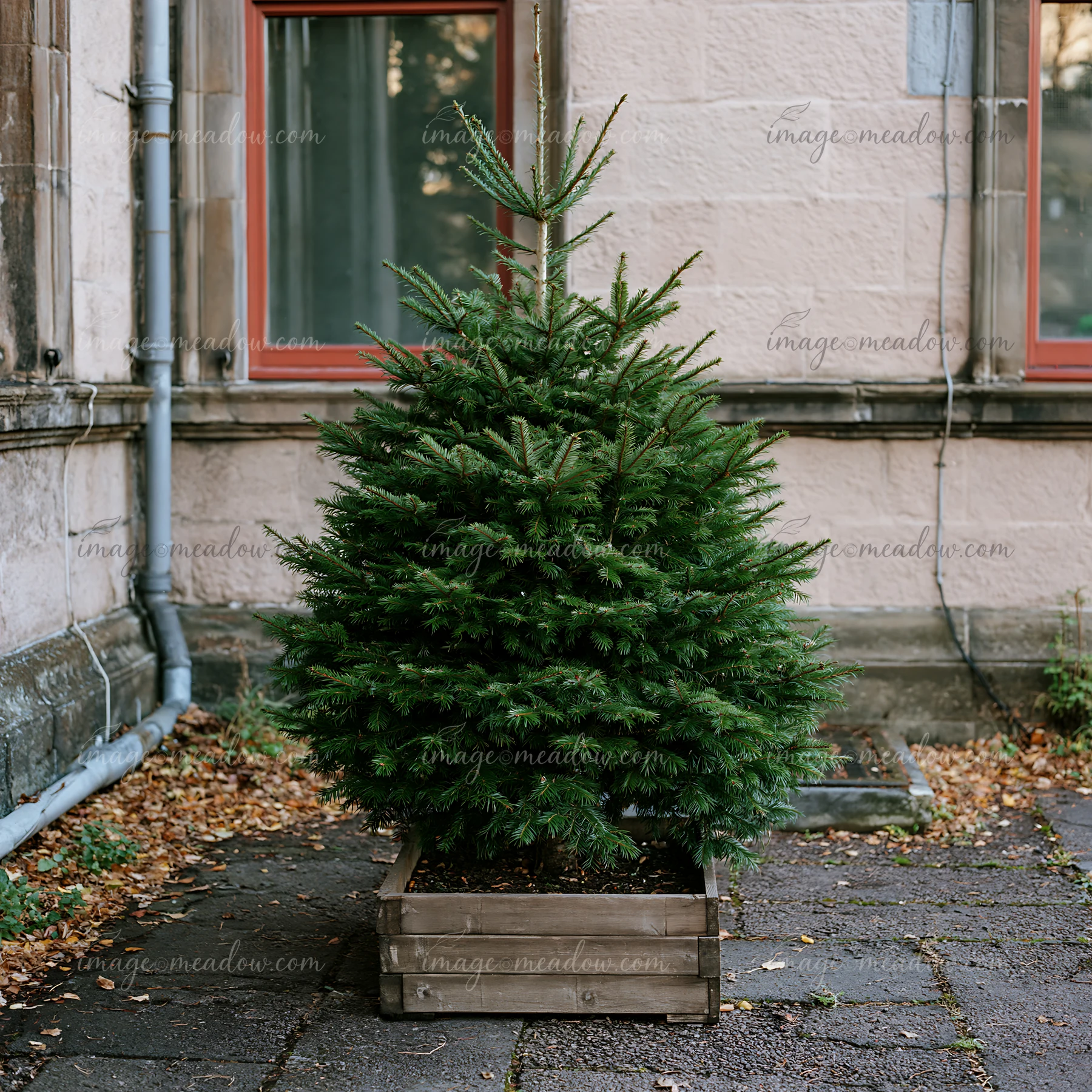 A Christmas tree in a planter stands near a building with red windows.