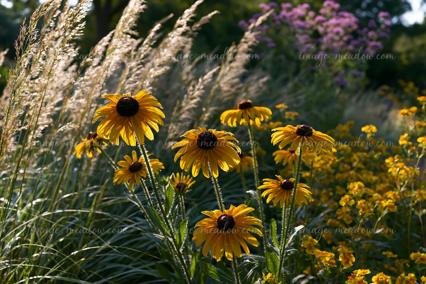 A close view of yellow flowers growing among green grass and other colorful plants in a garden during sunny weather.