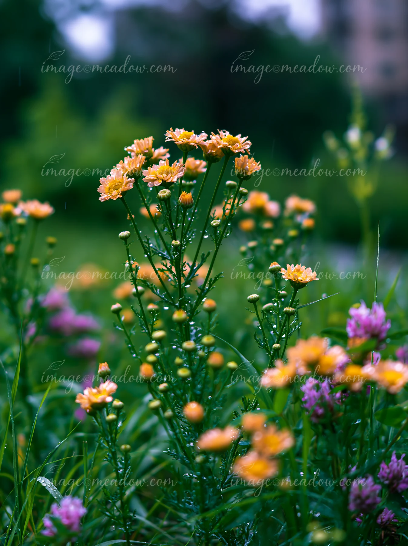 A cluster of yellow flowers stands tall in a green urban meadow among buildings.