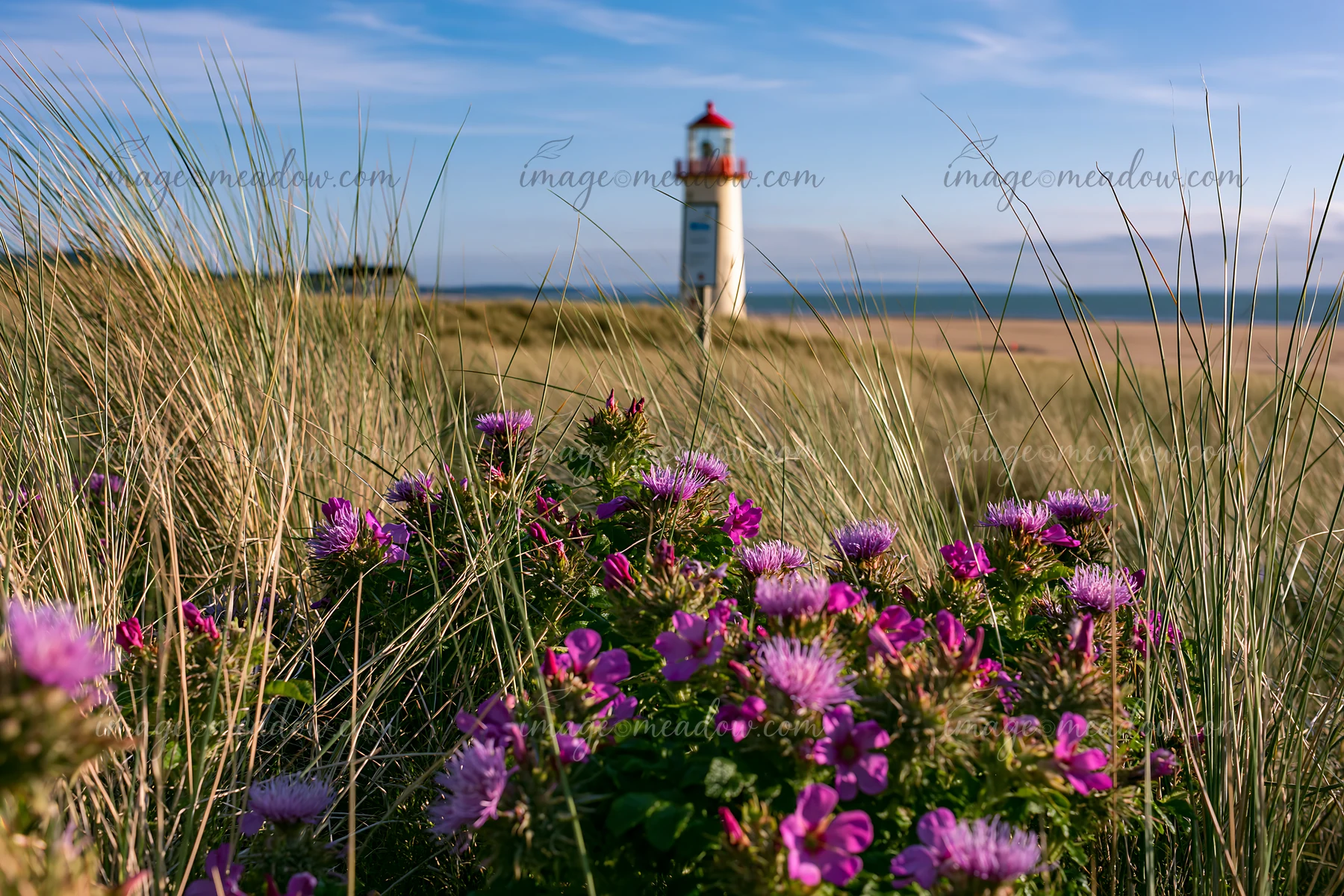 A coastline features a lighthouse in the background, with lush grasses and purple flowers in the foreground, highlighting sustainable tourism signs by the shore