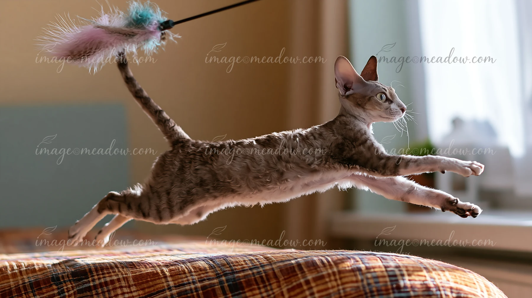 A Cornish Rex cat is jumping in the air while chasing a feather toy on a bed in a well-lit room.