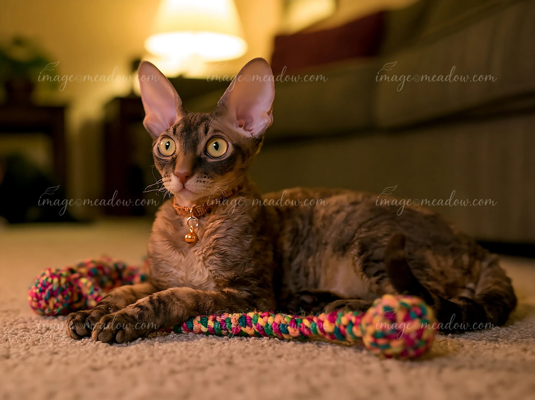 A Cornish Rex cat is playing with a colorful rope toy inside a cozy living room.