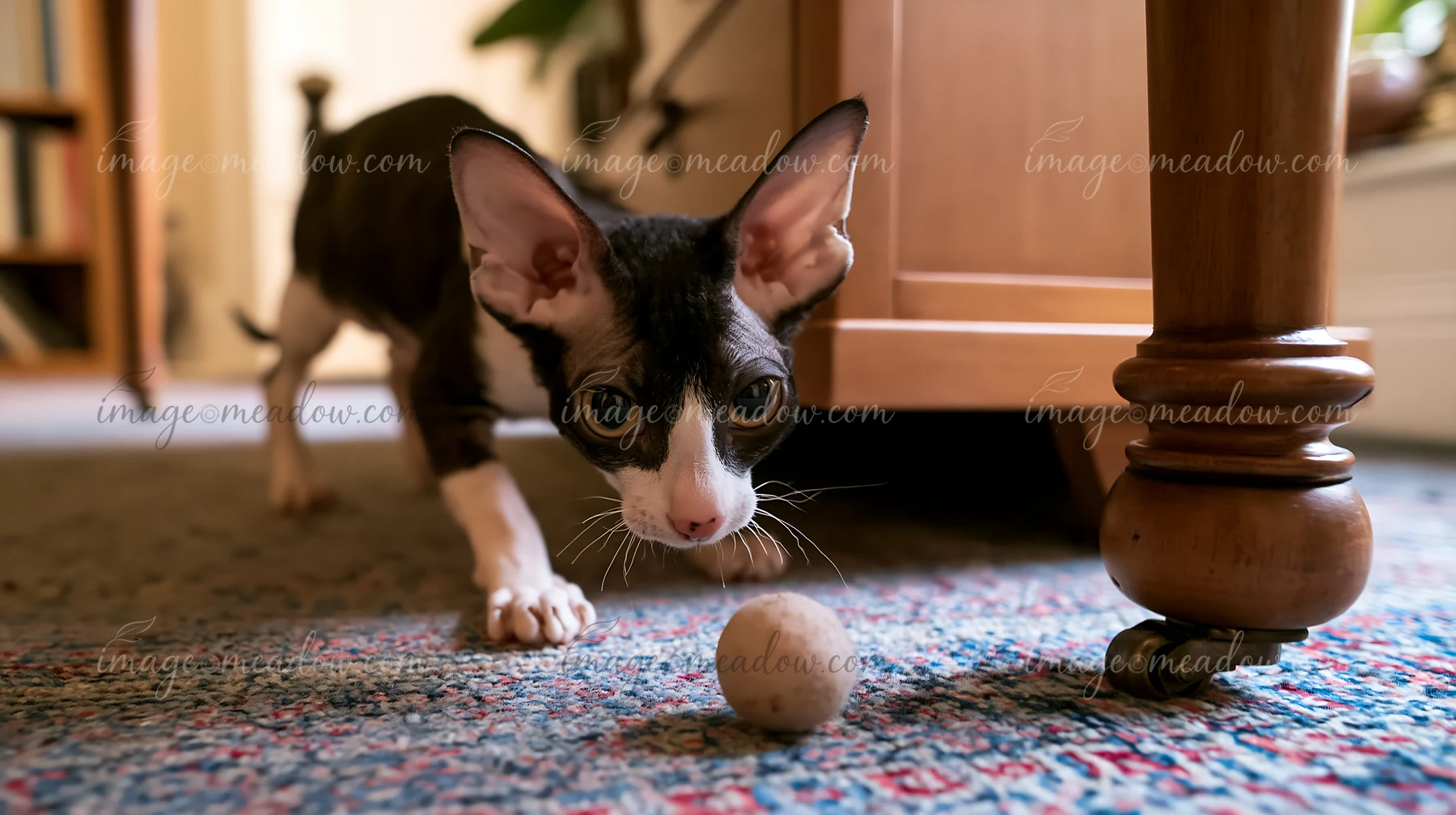 A Cornish Rex cat is playing with a small ball on a carpet in a cozy living room.