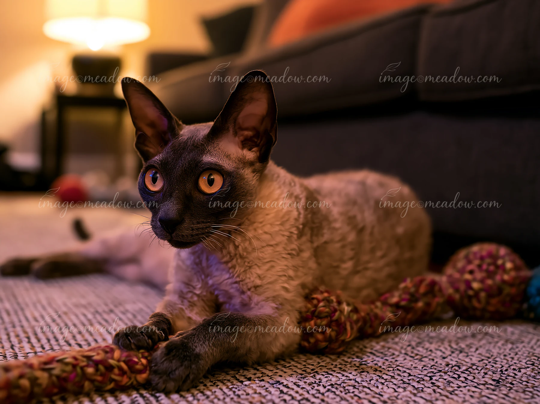 A Cornish Rex cat playing with a colorful toy in a cozy living room.