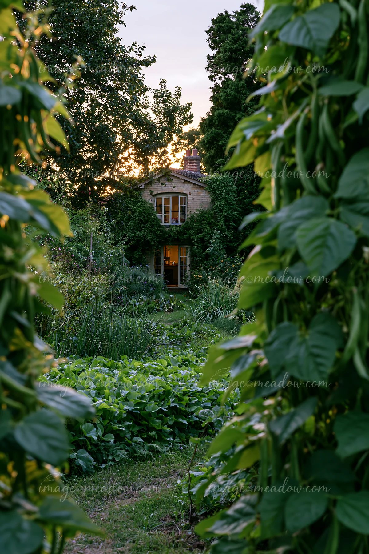 A country house with vegetable garden is framed by green plants and trees at sunset.
