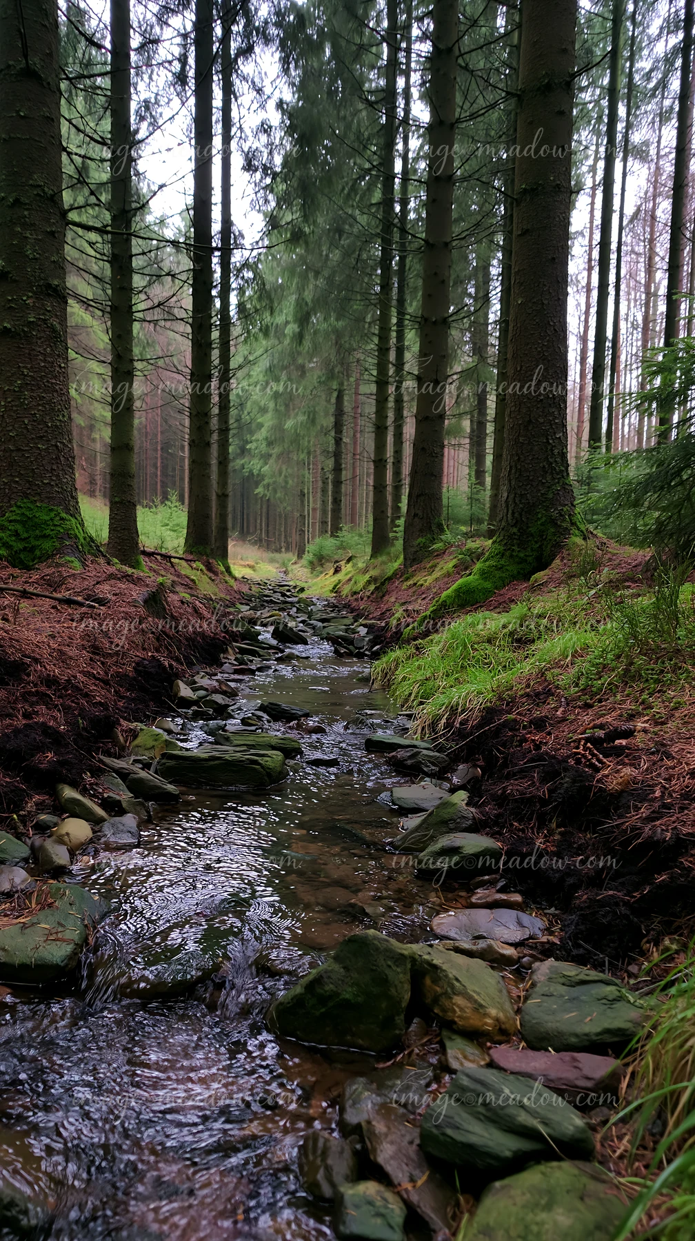 A creek flows gently through a forest, surrounded by tall trees and green vegetation.