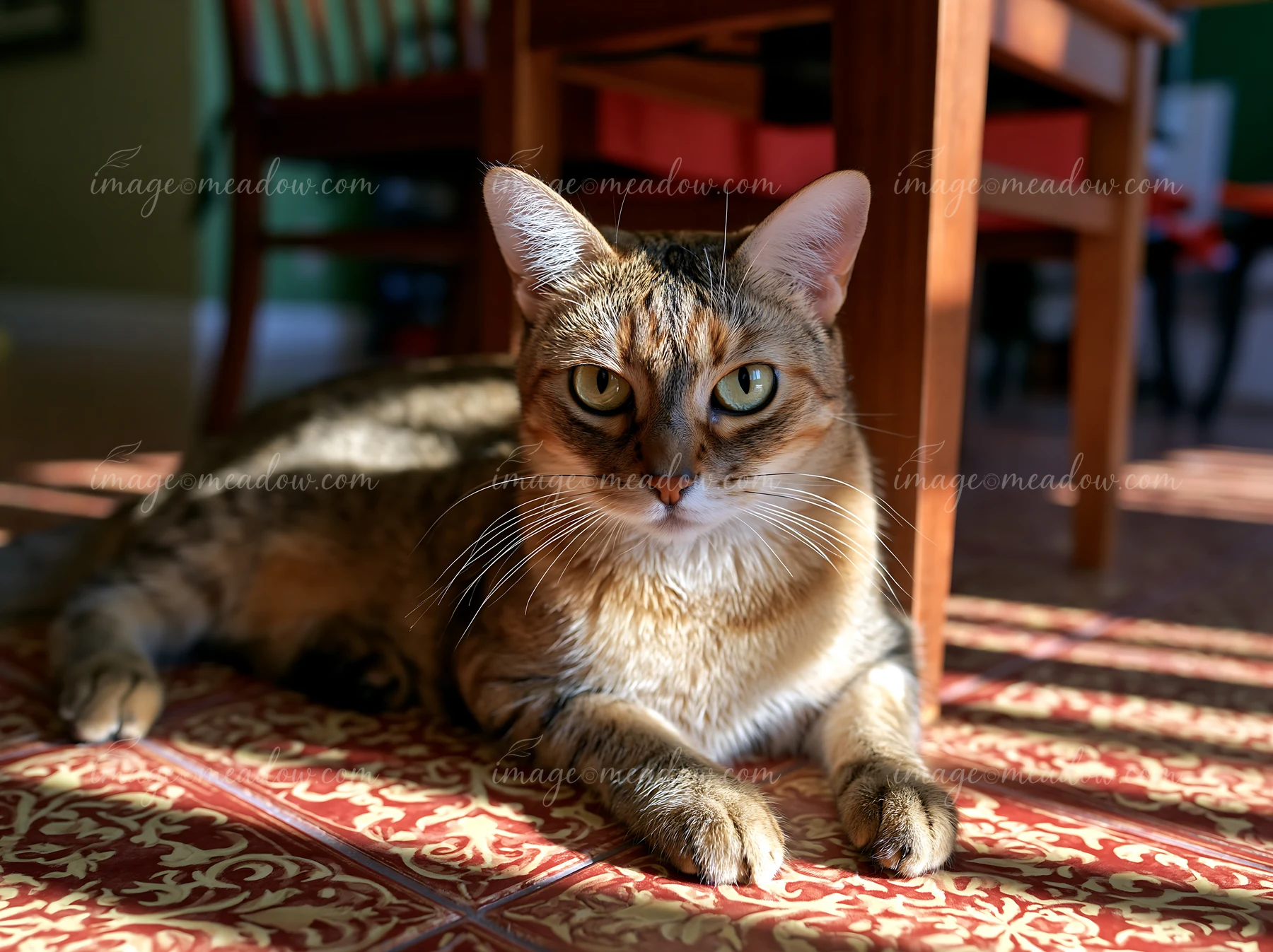 A curious Australian Mist cat rests on a patterned tile floor.