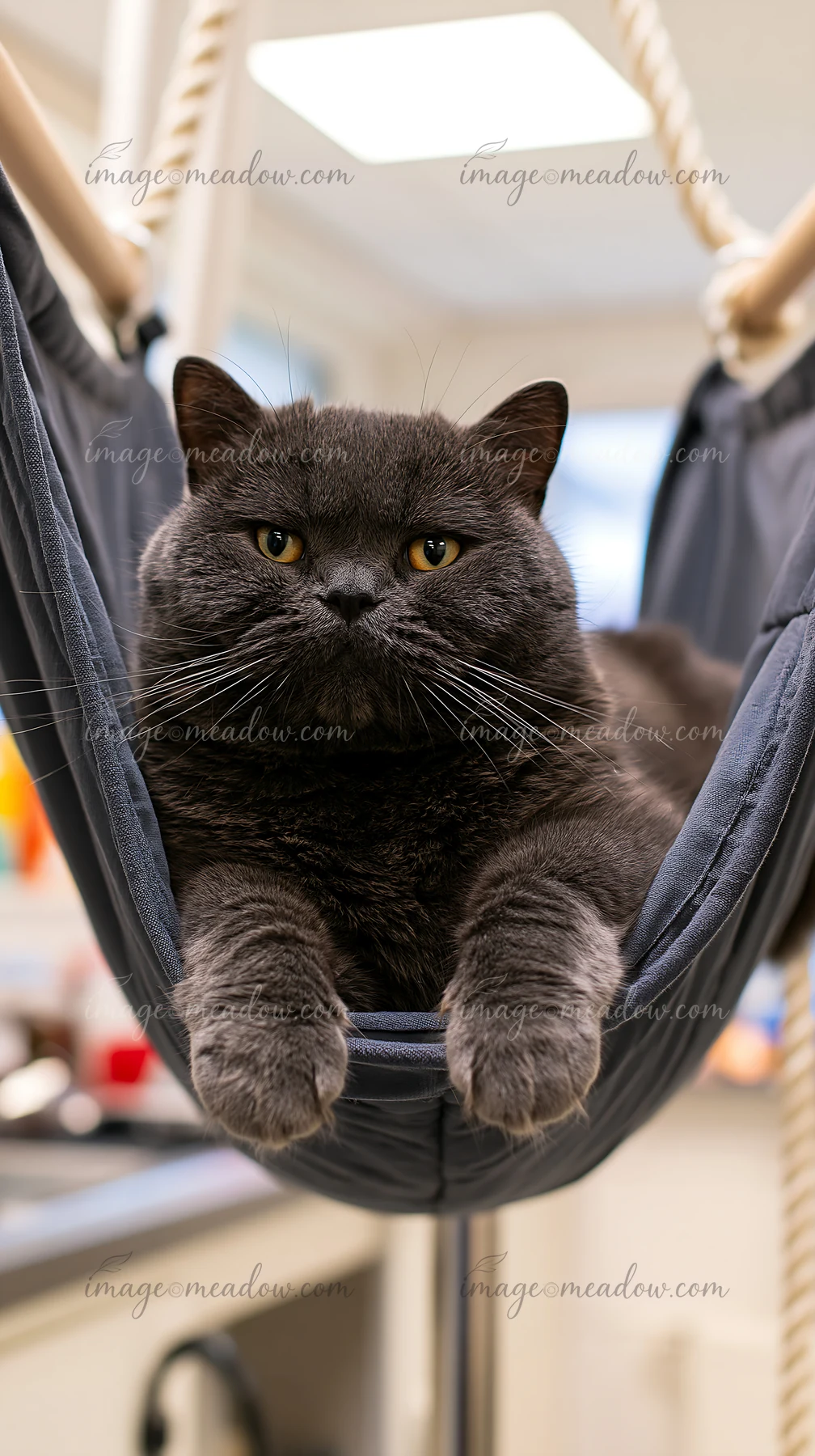 A dark gray rare cat breed rests in a cozy hammock at a veterinary clinic.