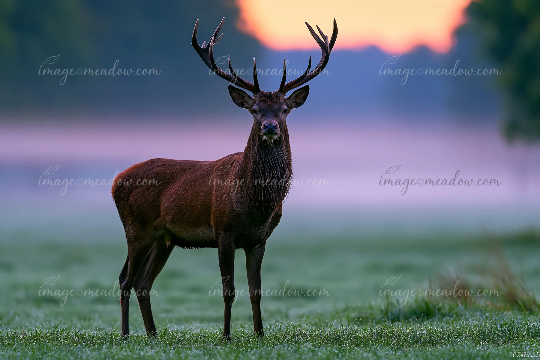 A deer stands in a meadow where fog is drifting across the grass during the early morning.