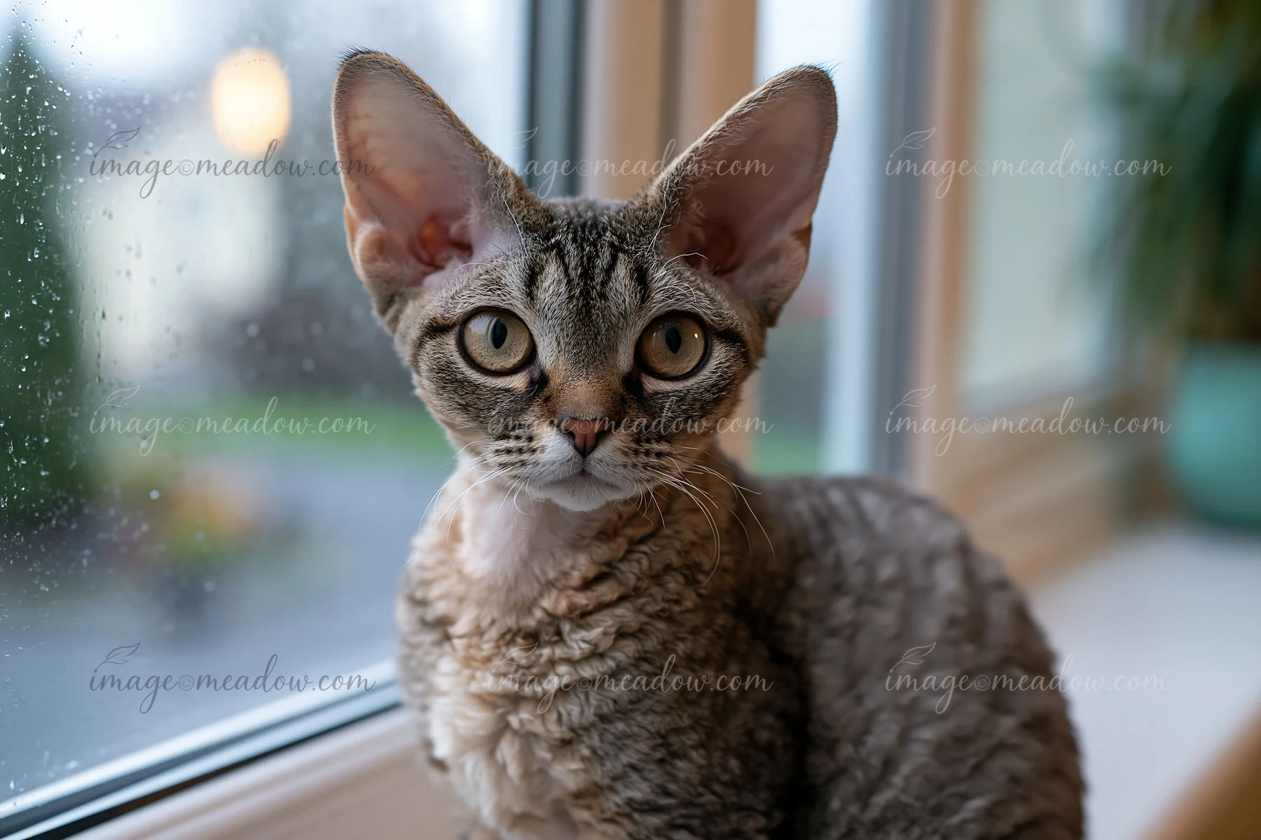 A Devon Rex cat with large ears rests by a window on a rainy day.