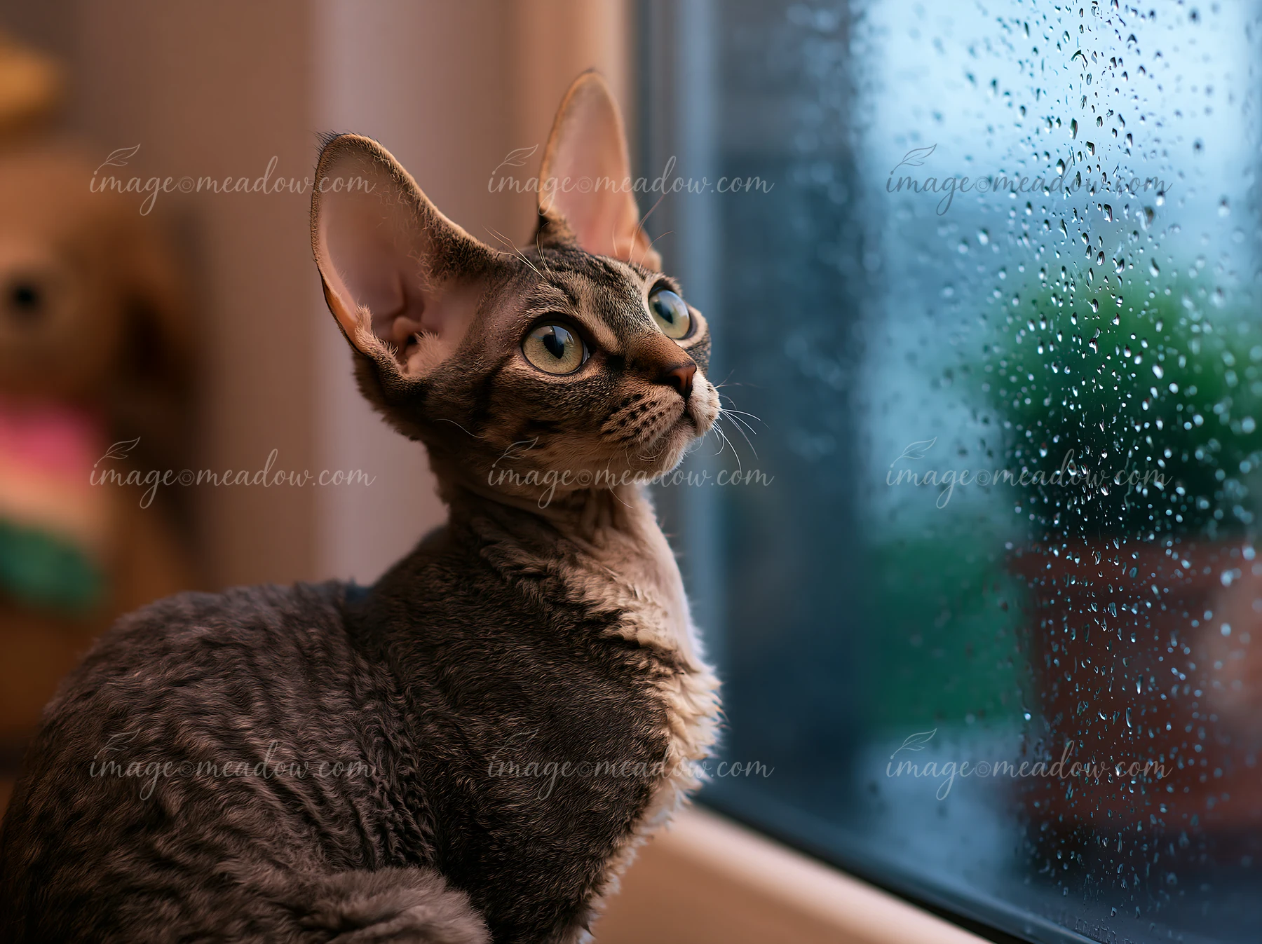 A Devon Rex cat with large ears sits by a window, gazing outside as raindrops slide down the glass.