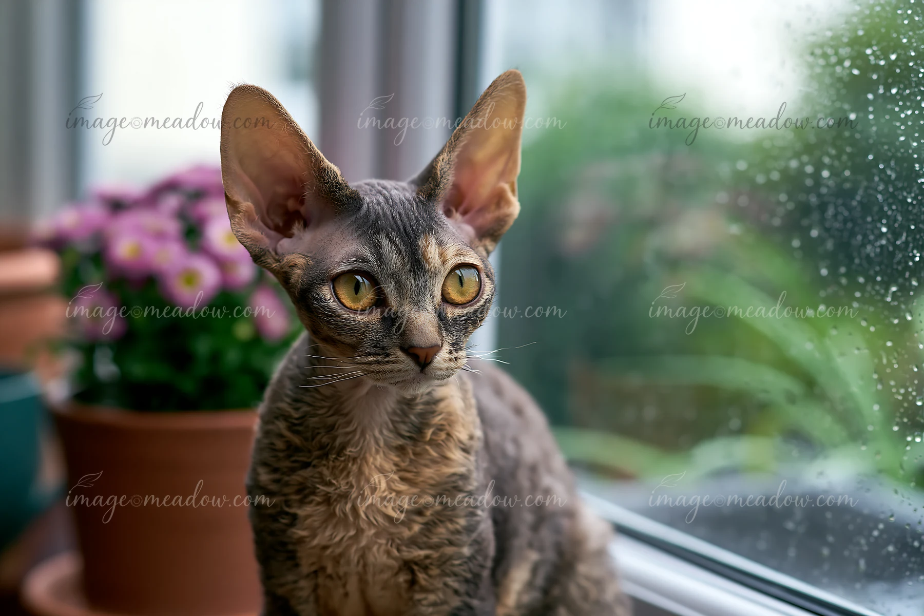A Devon Rex cat with large ears sits by a window, looking outside.