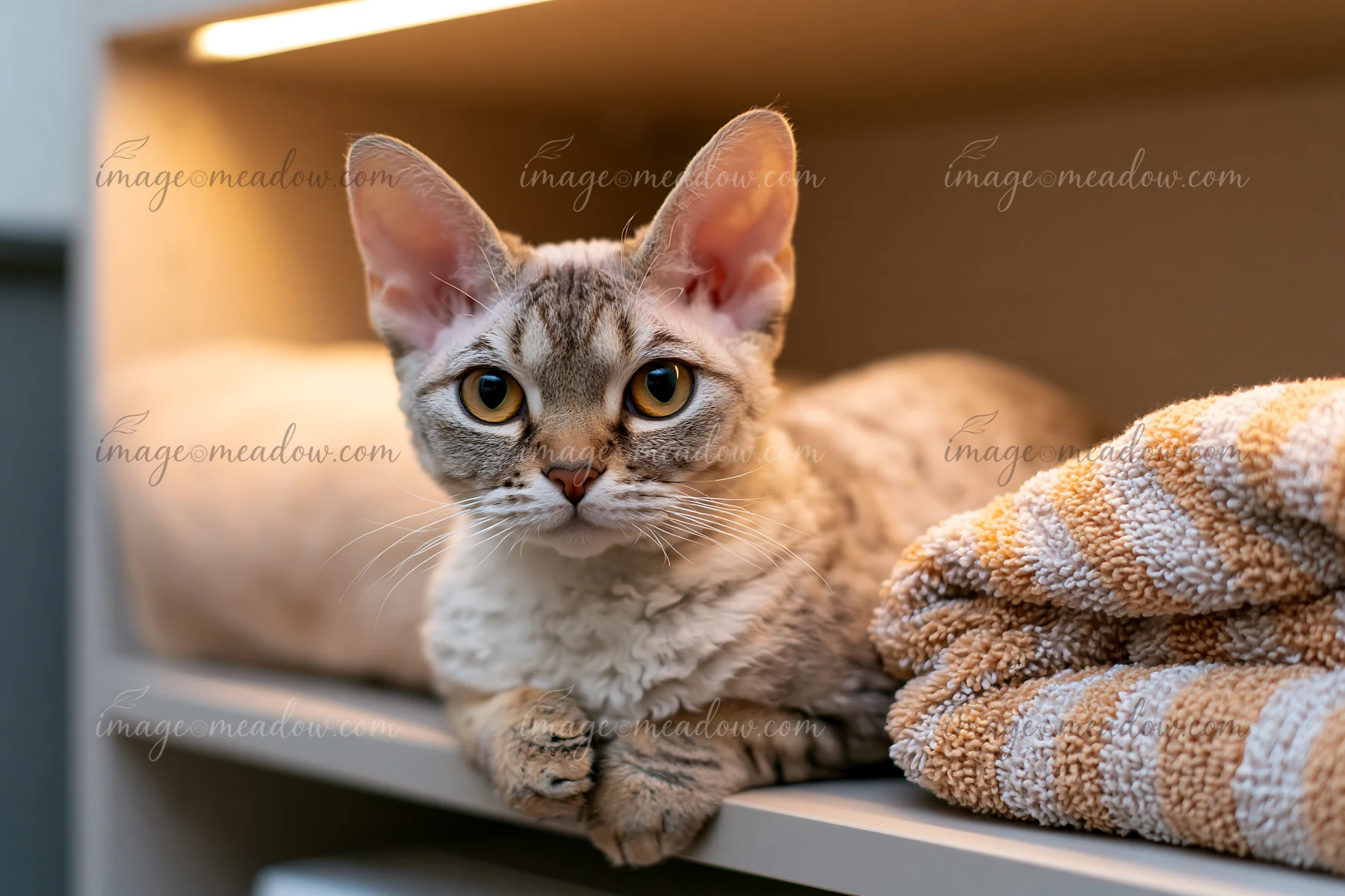 A Devon Rex cat with large ears sits calmly on a shelf beside neatly folded towels.