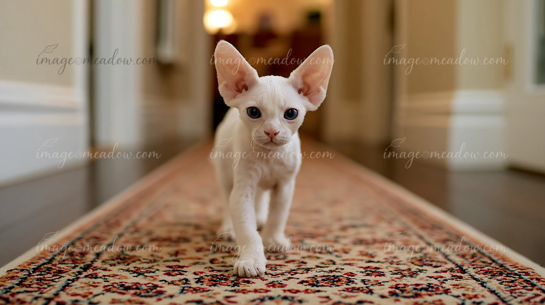 A Devon Rex cat with large ears walks along a long hallway featuring a patterned runner.