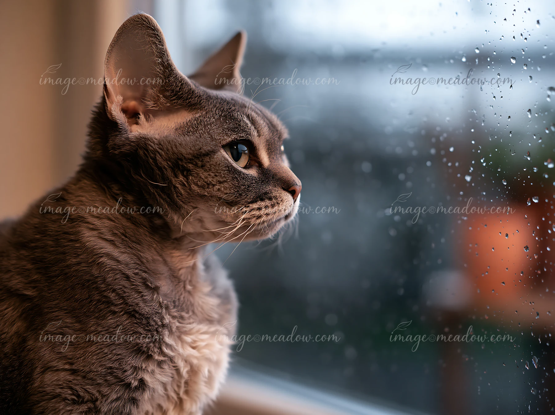A Devon Rex cat with large ears watches raindrops fall on a window while staying inside a home.