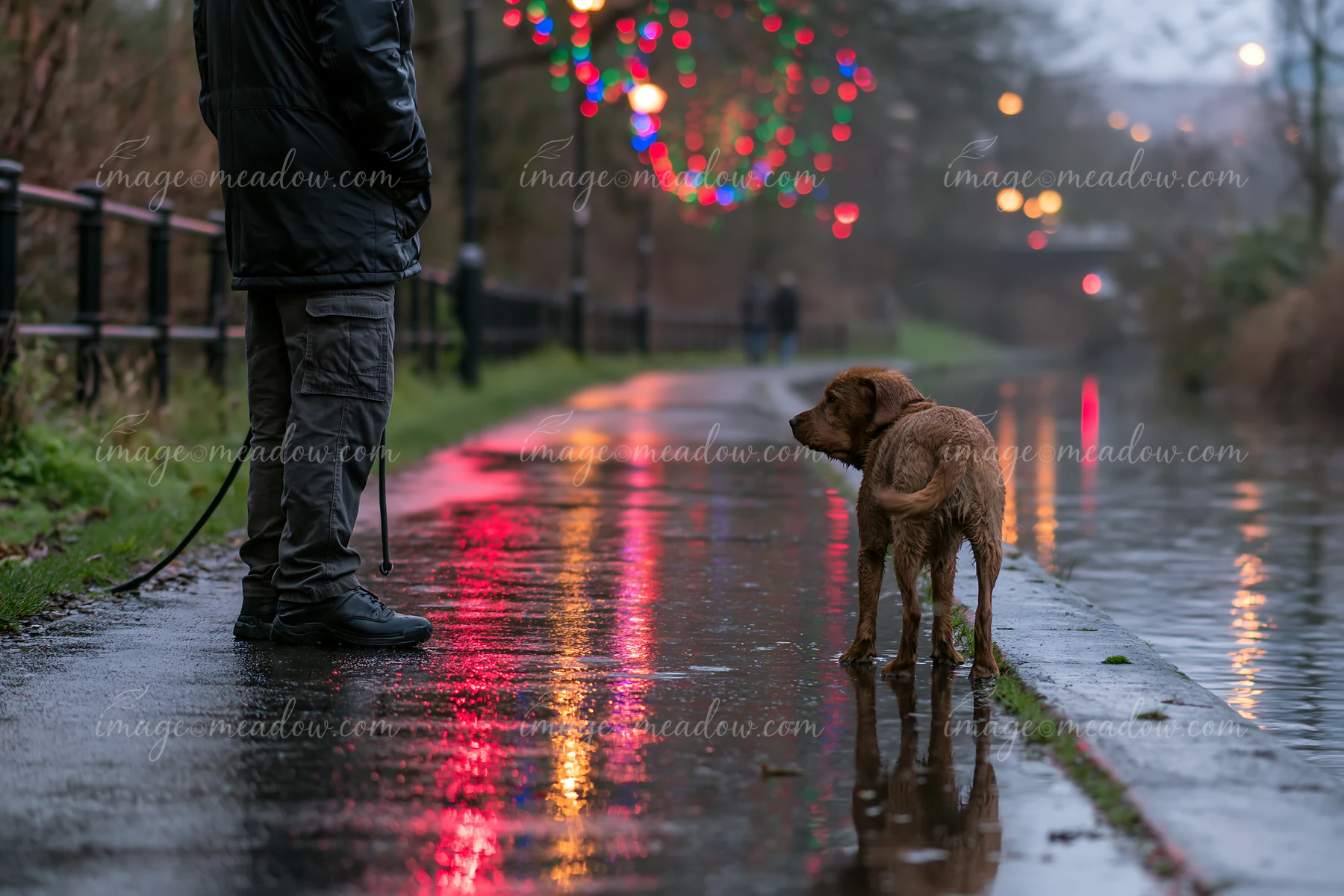 A dog stands by its owner, looking intently ahead on a wet pavement reflecting colorful Christmas lights.