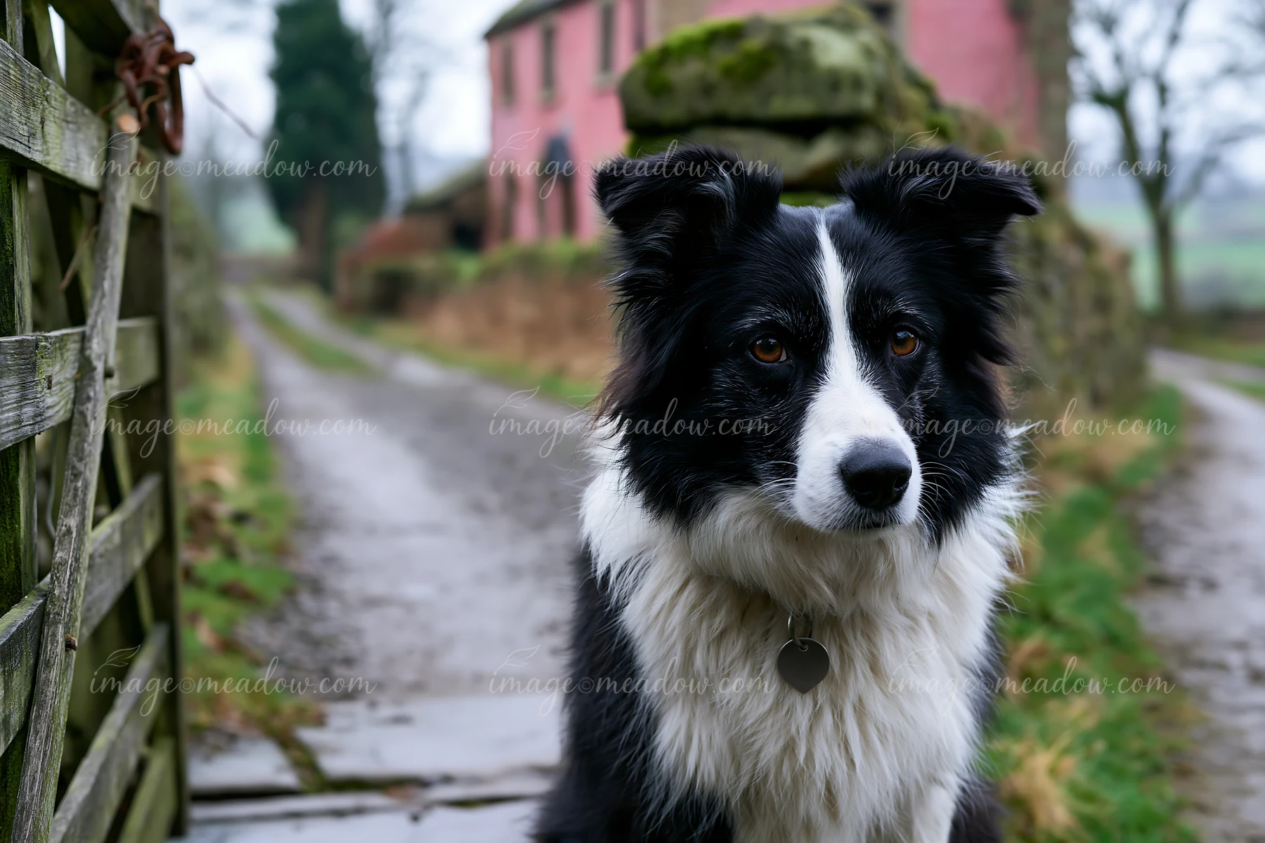 A dog stands near a cottage along a dirt path, surrounded by fields and trees.
