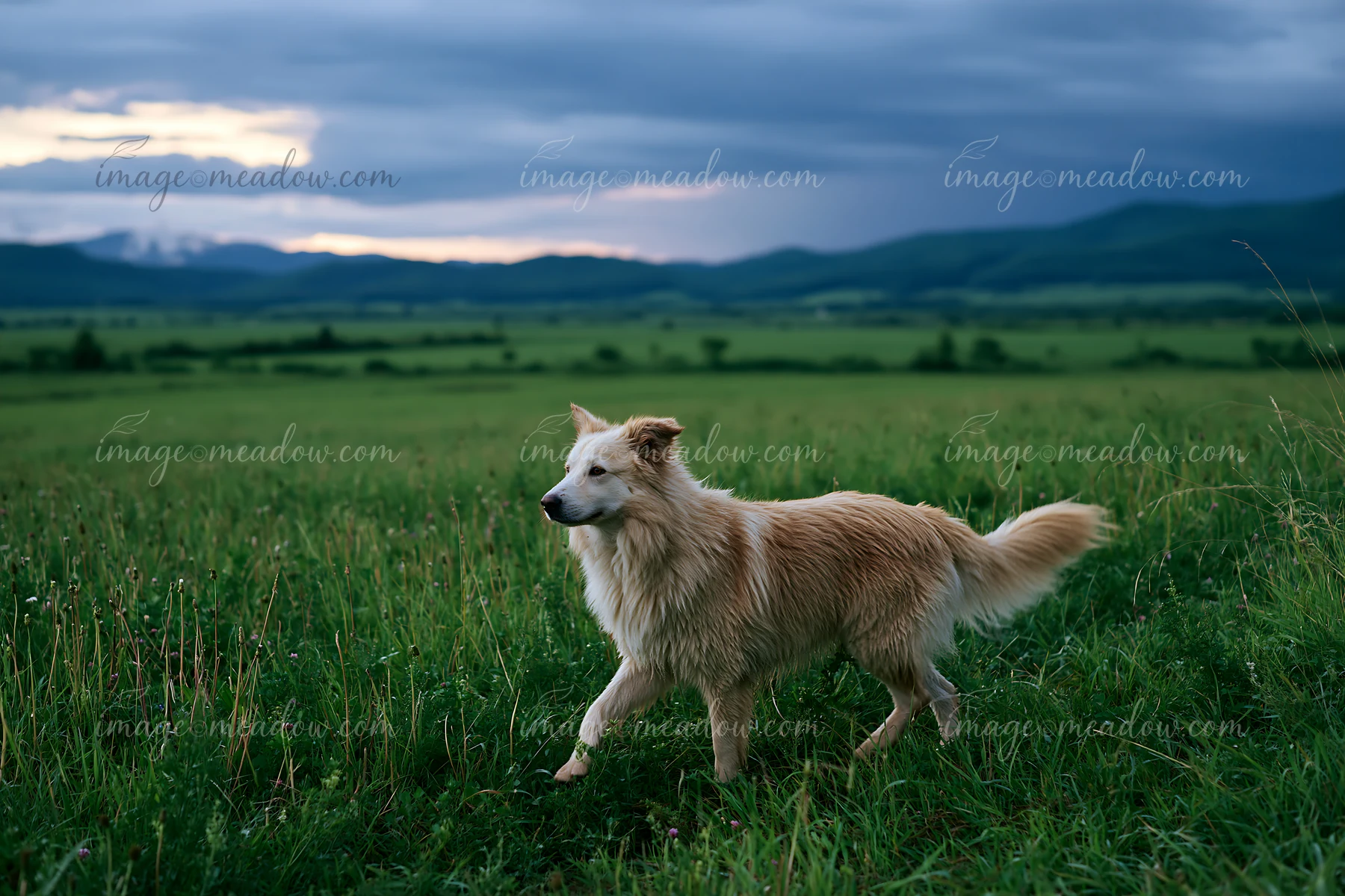 A dog walks through a green meadow under dark storm clouds.