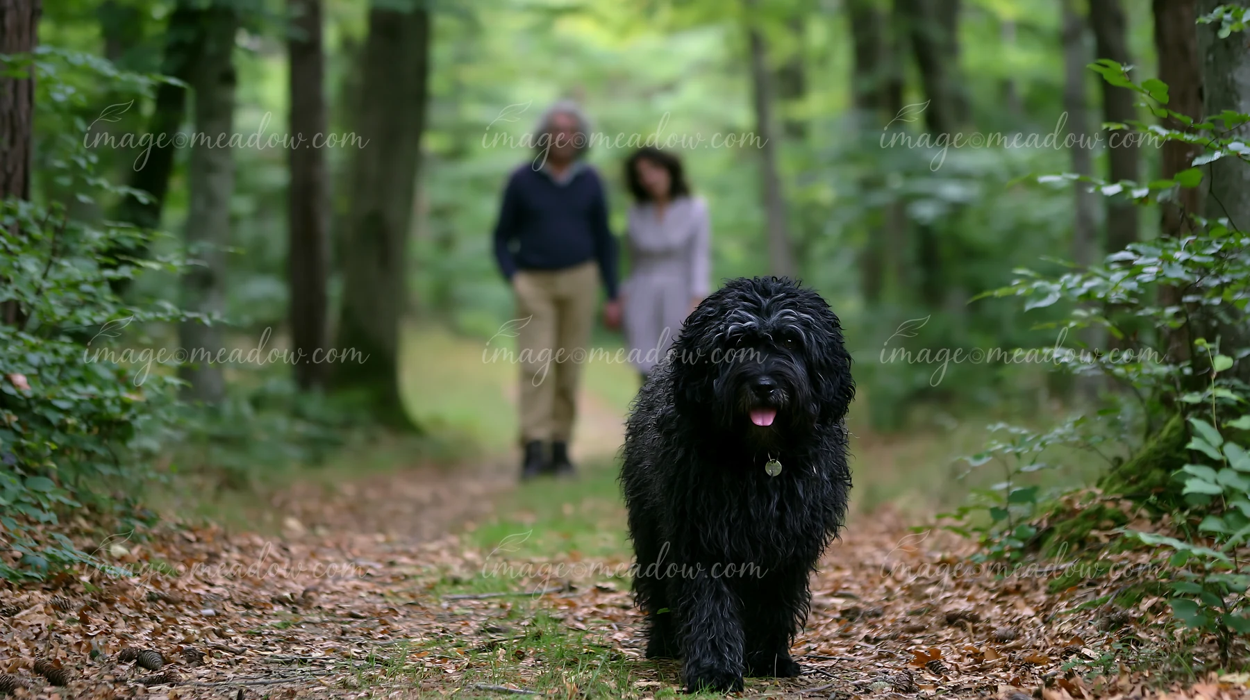 A family enjoys a stroll in a green forest with a rare dog breed family with dog.