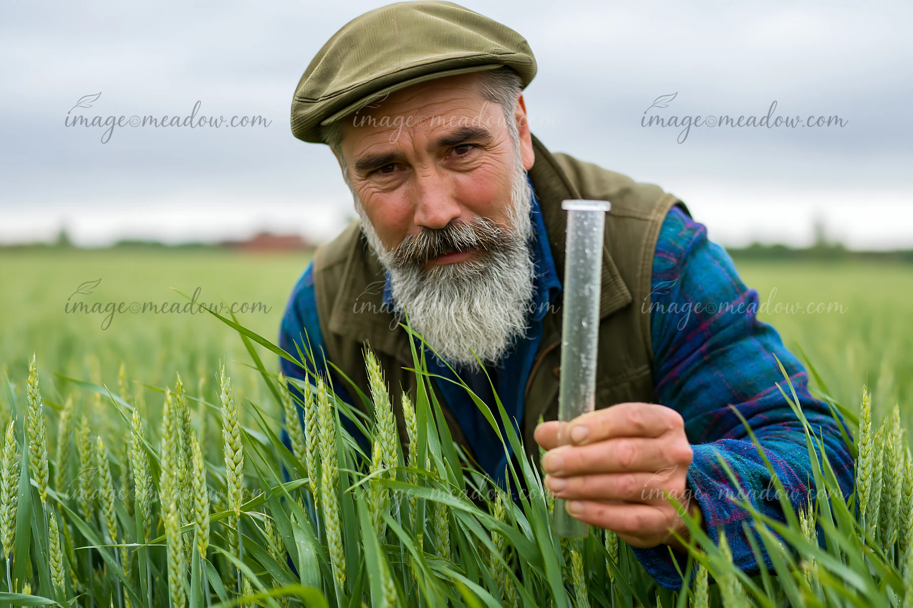 A farmer inspecting meadow crops holds a measuring tool in a field of wheat.