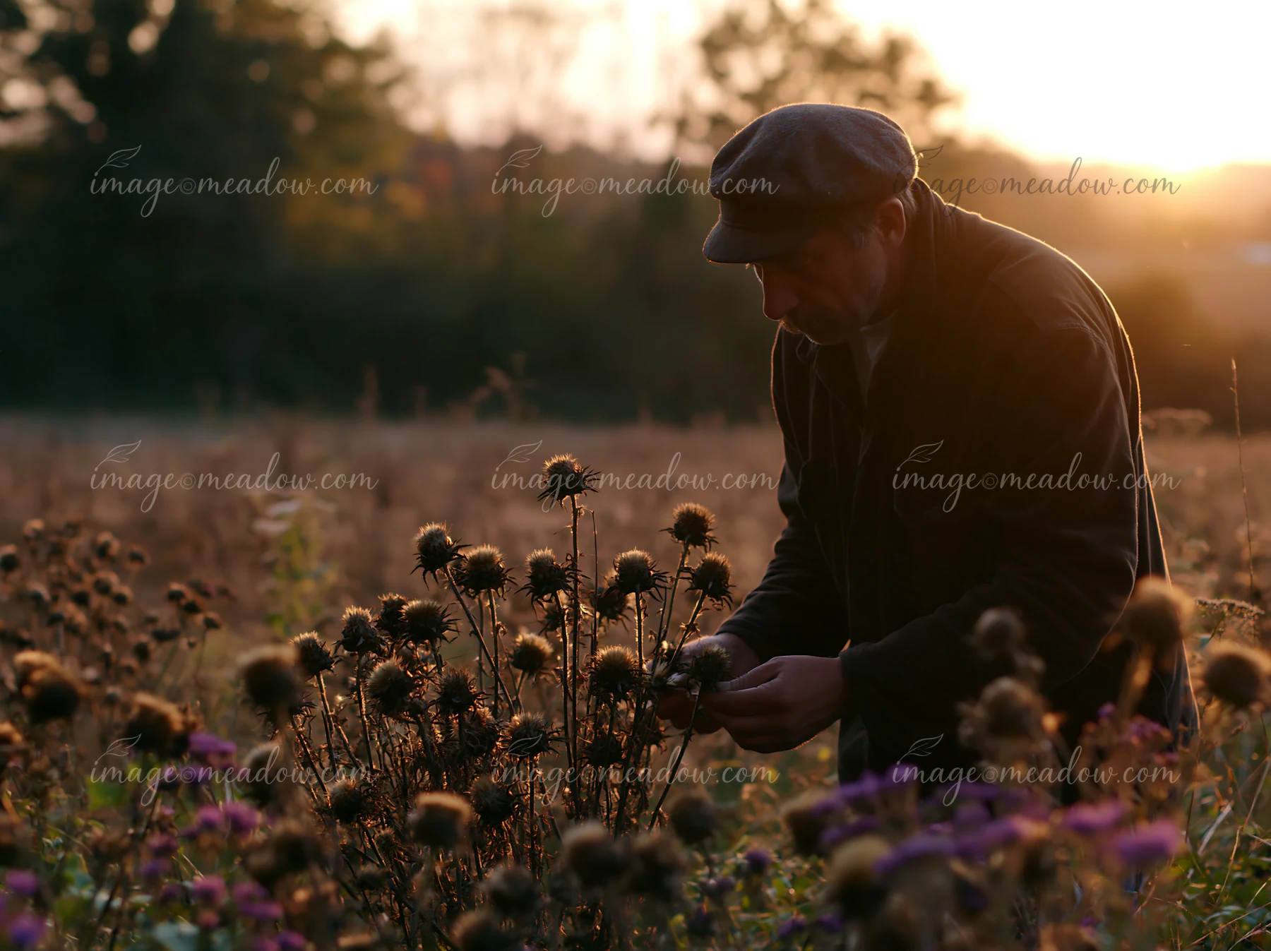 A farmer inspecting meadow crops in a rural field during sunset.