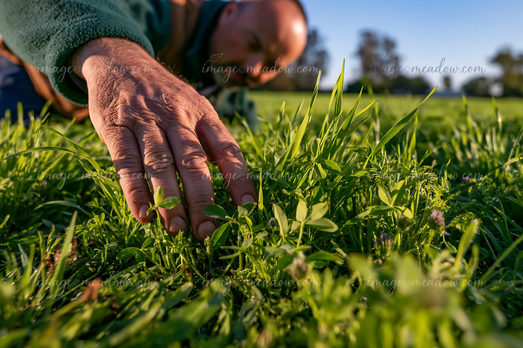 A farmer inspects green meadow crops with his hand in the grass while kneeling under bright daylight.