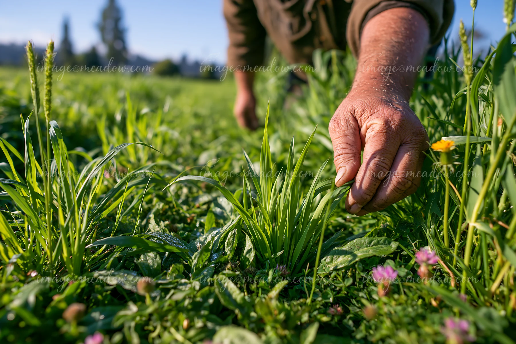 A farmer is inspecting meadow crops in a green field.