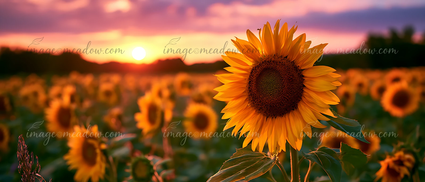 A field of sunflowers stretches under a sunset sky filled with hues of orange and purple.