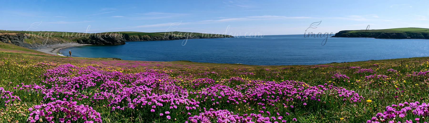 A field of wildflowers blooms beside a calm sea under a clear blue sky.