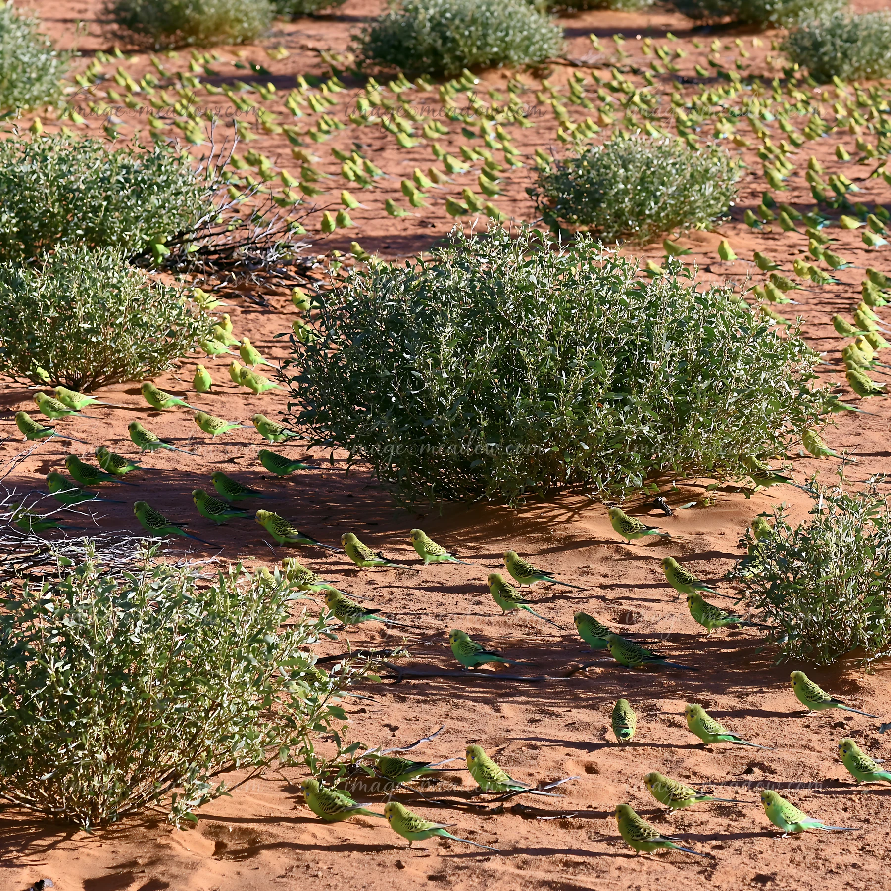 A flock of budgerigars gather around bushes in a desert landscape.
