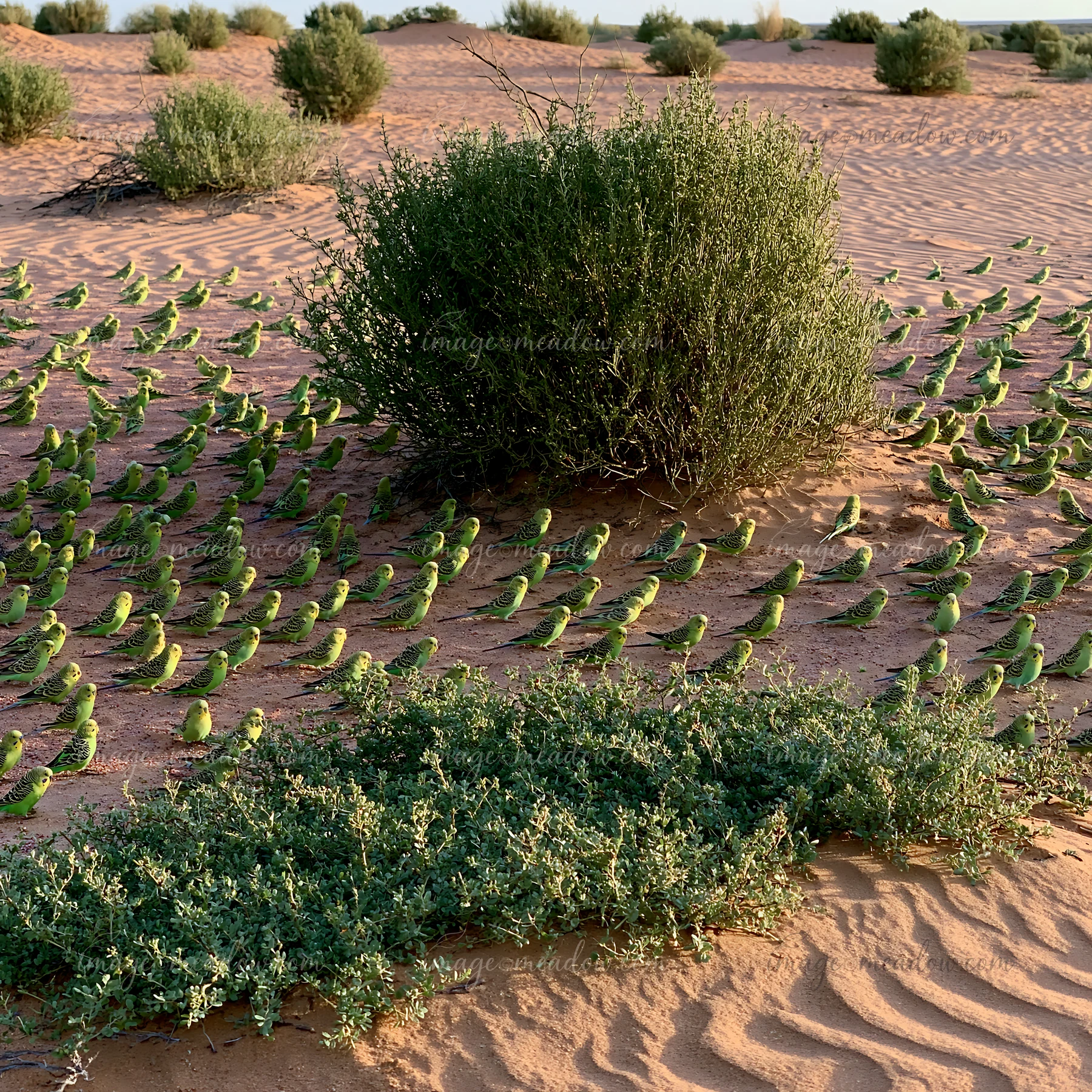 A flock of budgerigars gathers around bushy plants in a sandy desert landscape.