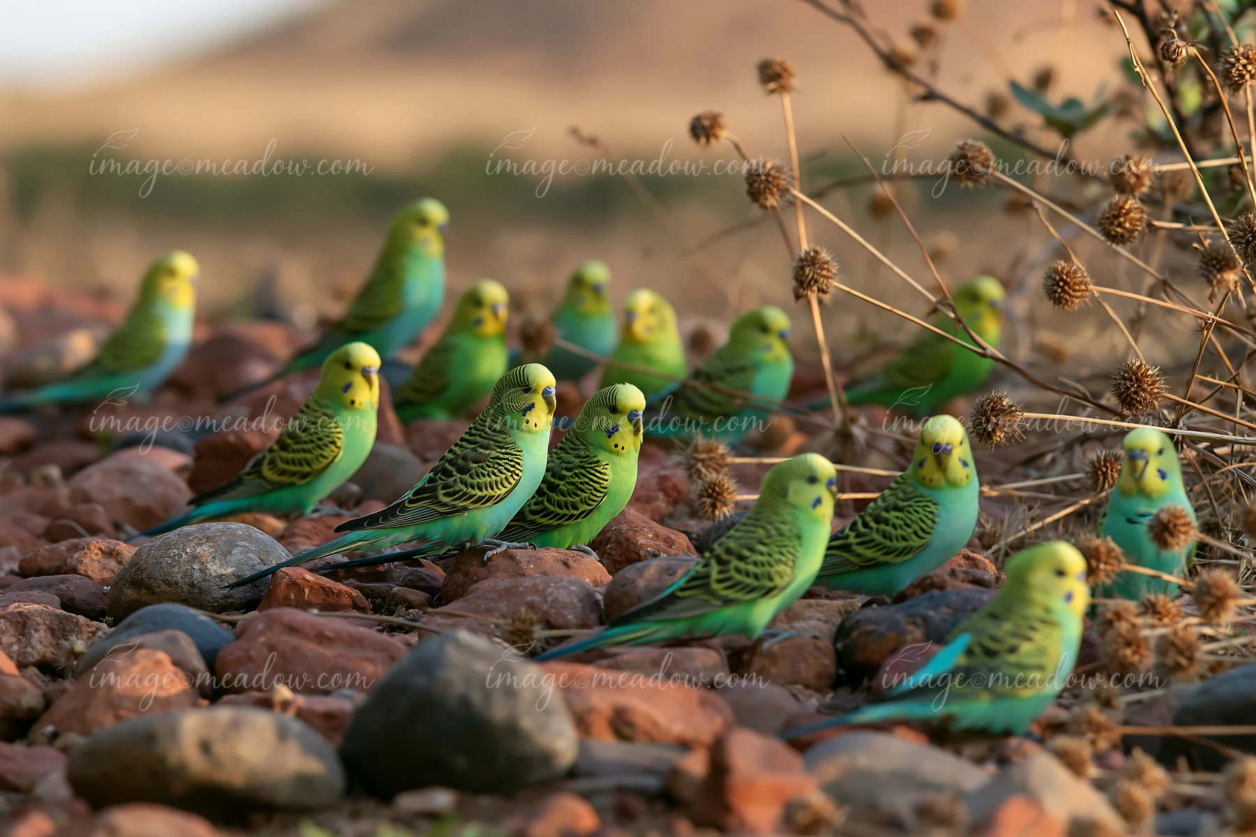 A flock of budgerigars gathers on rocky terrain in a desert setting.
