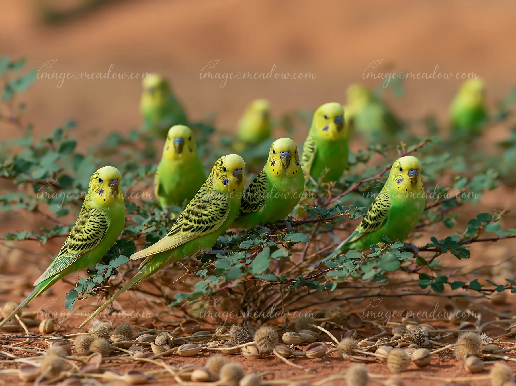A flock of budgerigars is perched around small green plants in a desert setting.