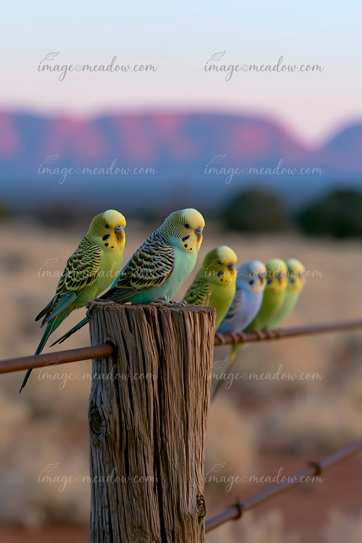 A flock of budgerigars sits on a rustic fence post in a desert landscape during sunset.