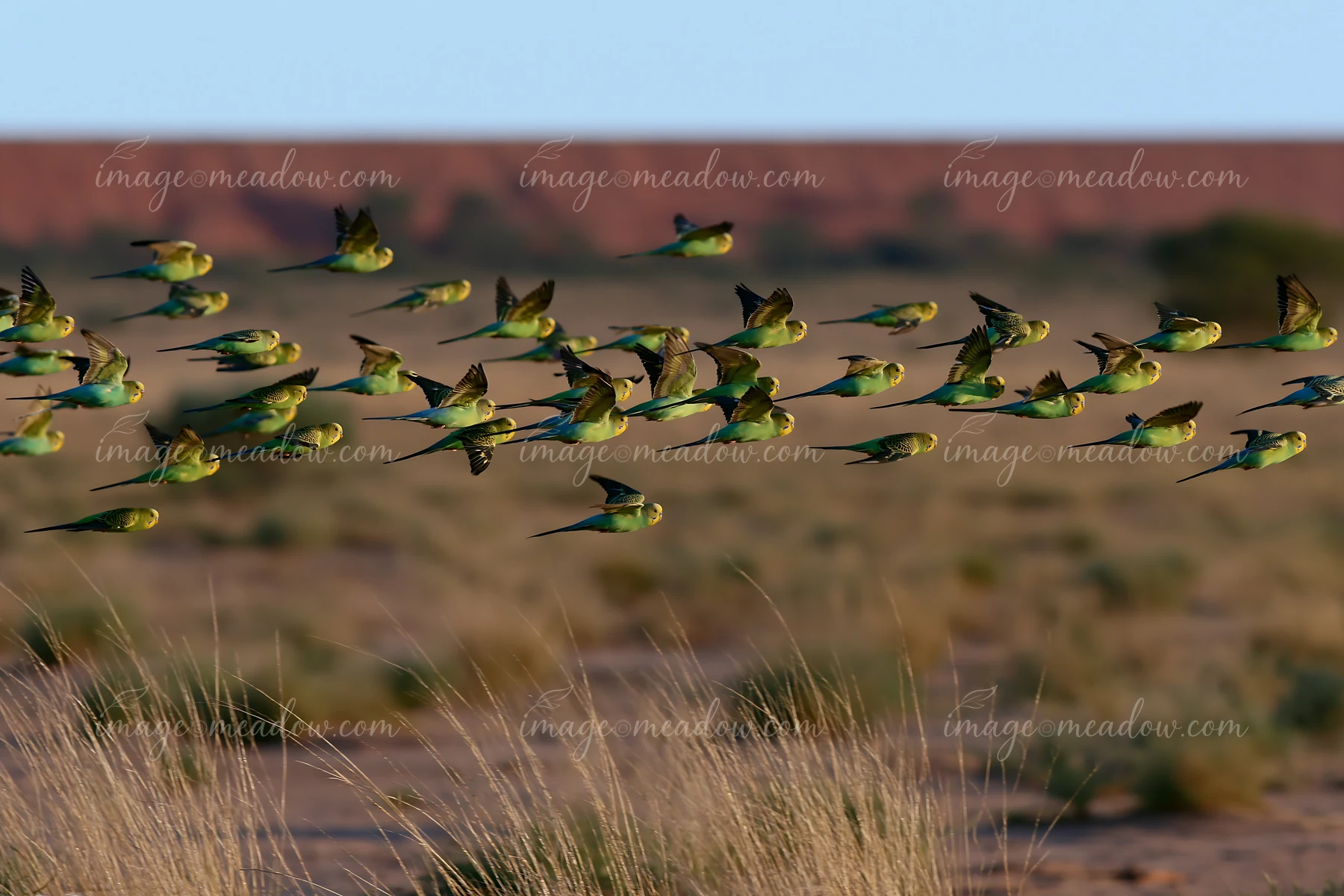 A flock of green and yellow budgerigars flies above dry grassland in a desert landscape.