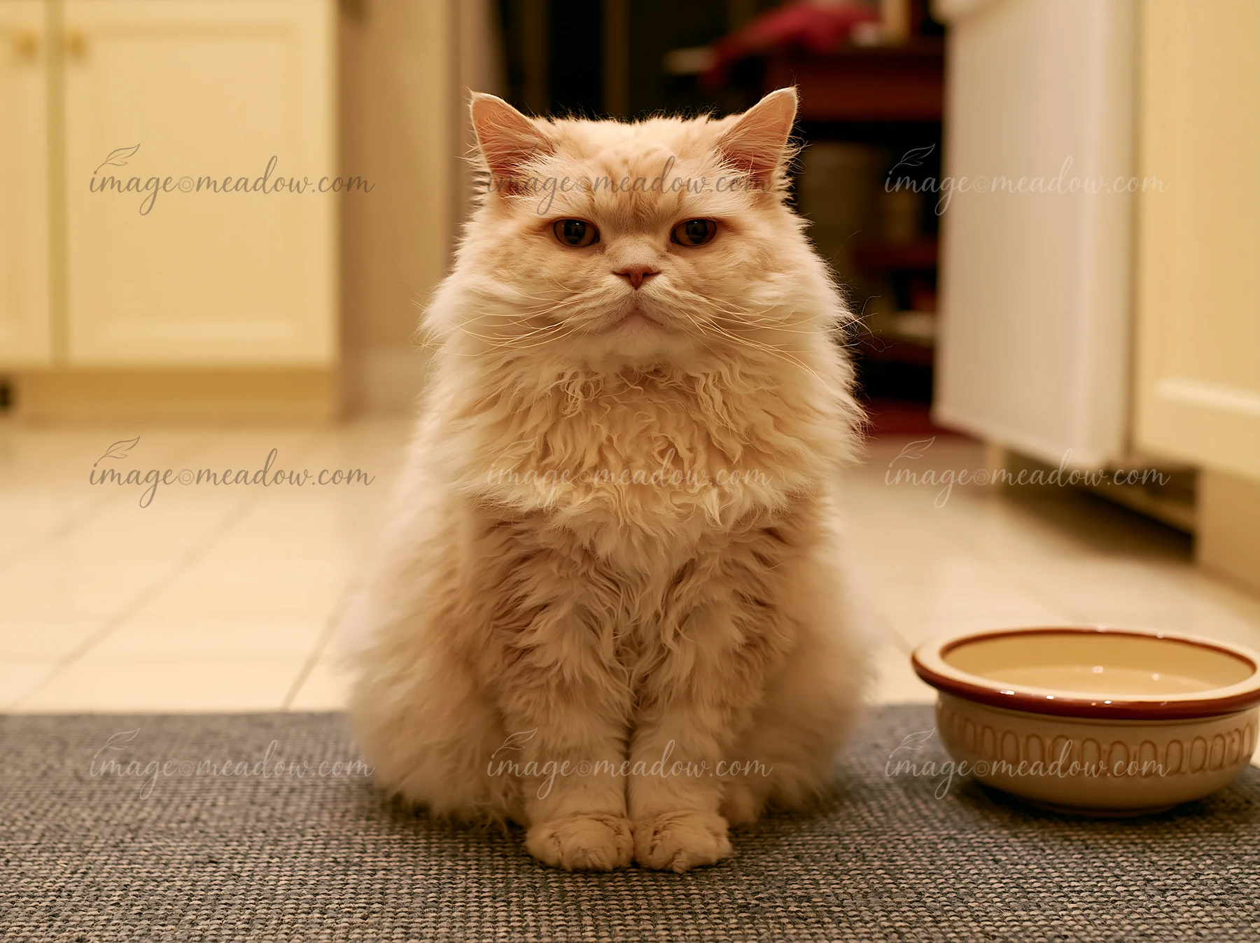 A fluffy Selkirk Rex cat with distinctive curls sits on a mat near a food bowl in a brightly lit kitchen.