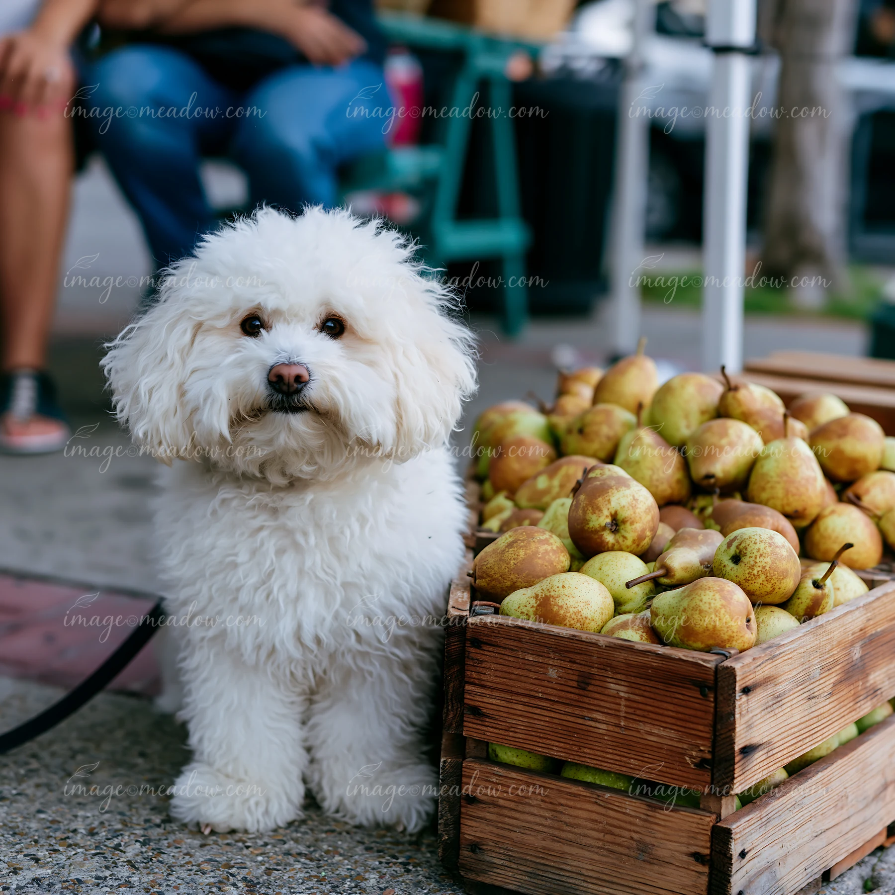 A fluffy white dog sits beside a wooden crate filled with pears at a market stall near a cottage.