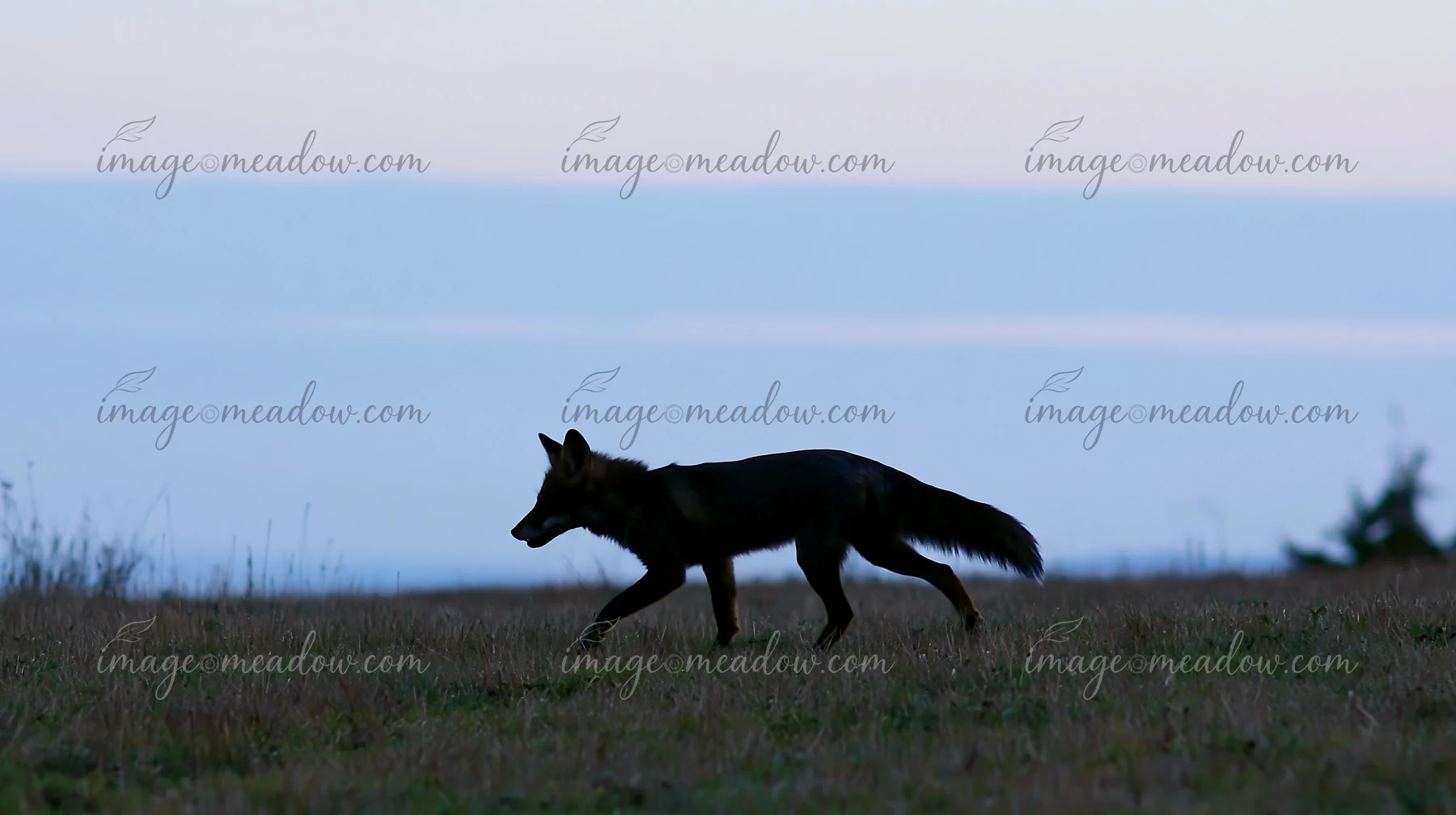 A fox crosses a meadow during dusk, silhouetted against a fading sky.